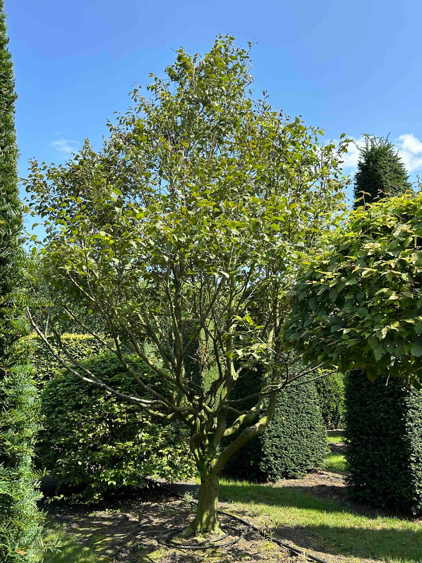 CB TREE #010
