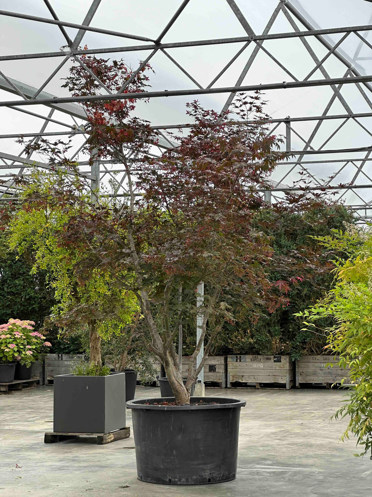 APB TREE #001