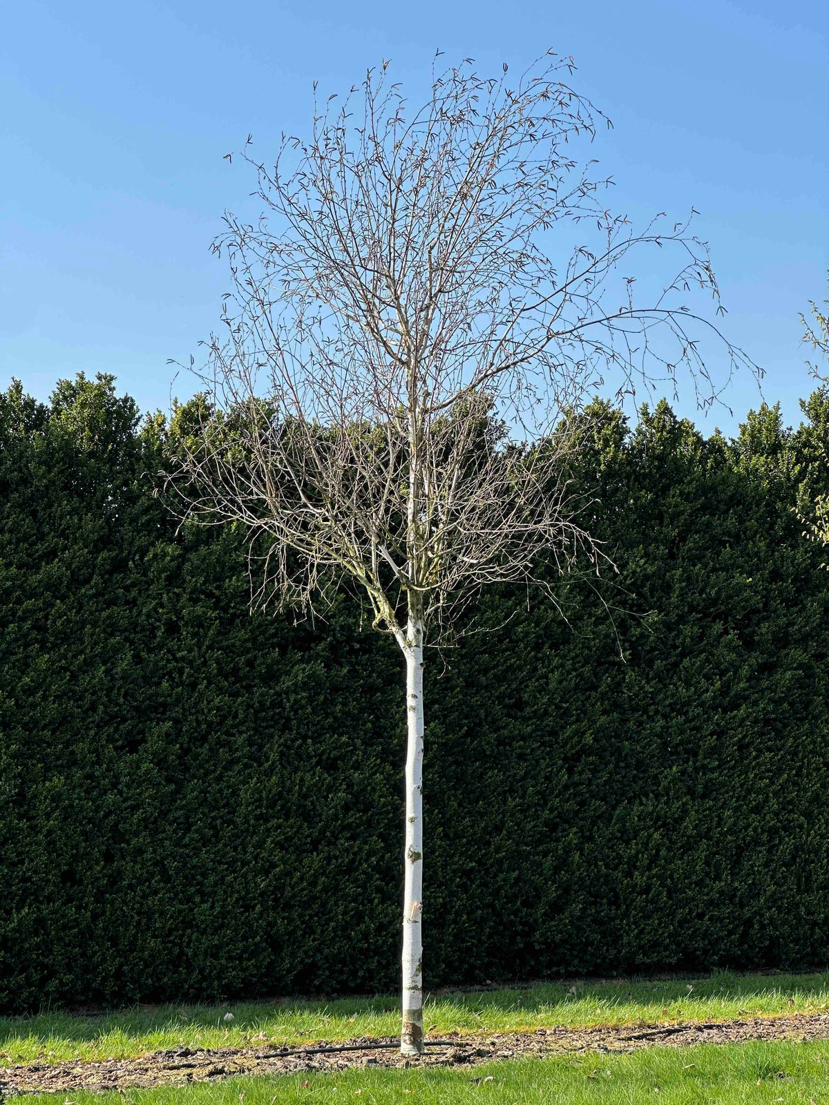 BJ TREE #001