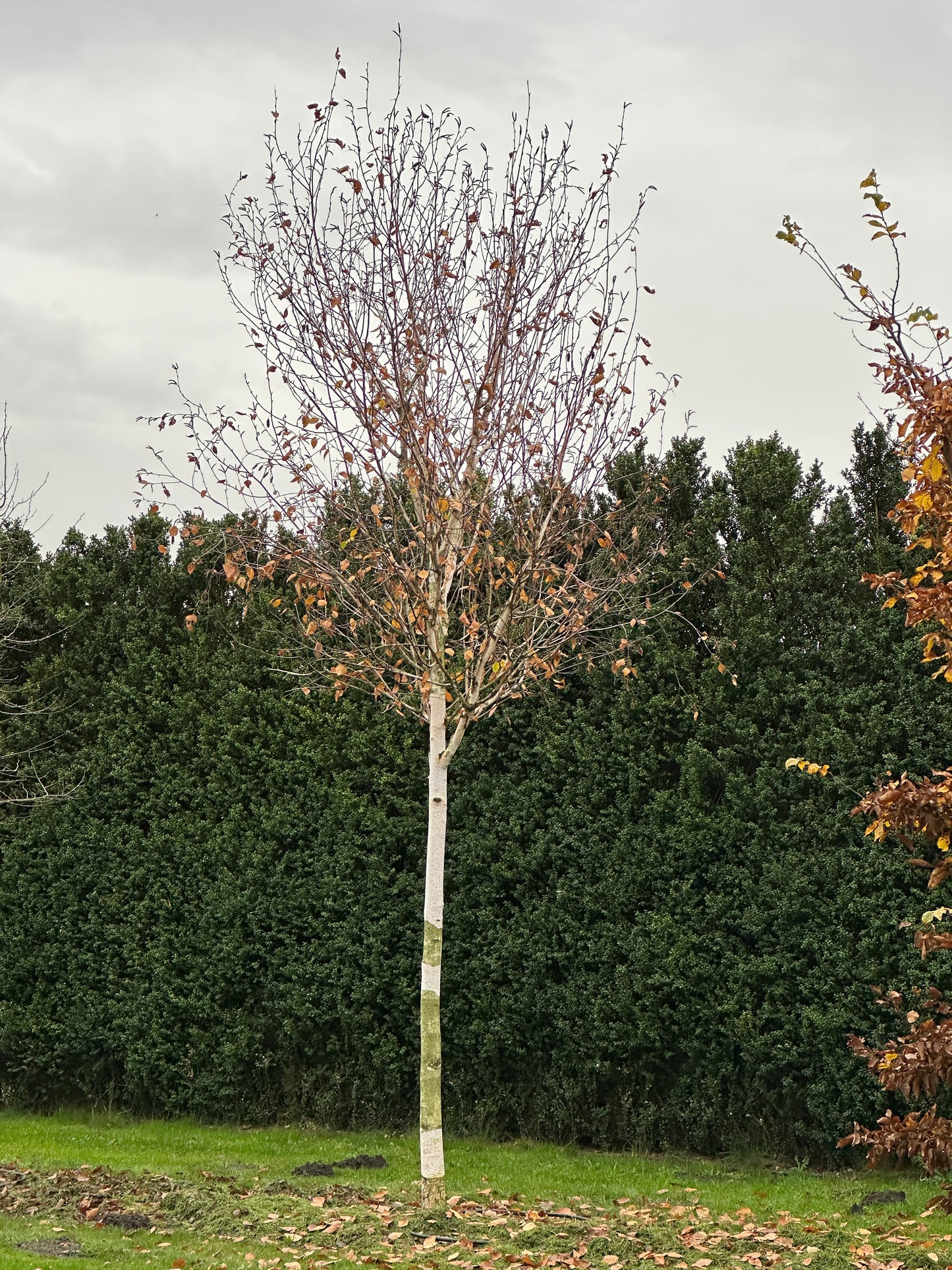 BJ TREE #001