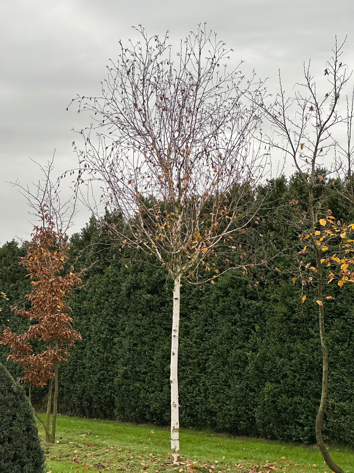 BJ TREE #002