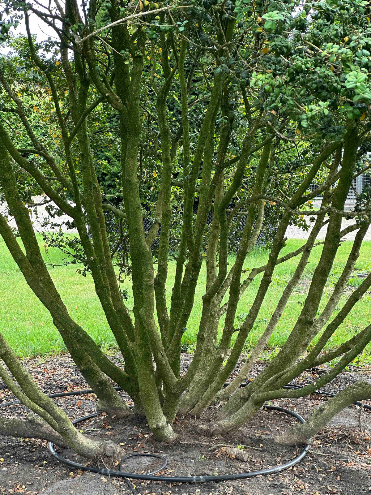 BSA TREE #001
