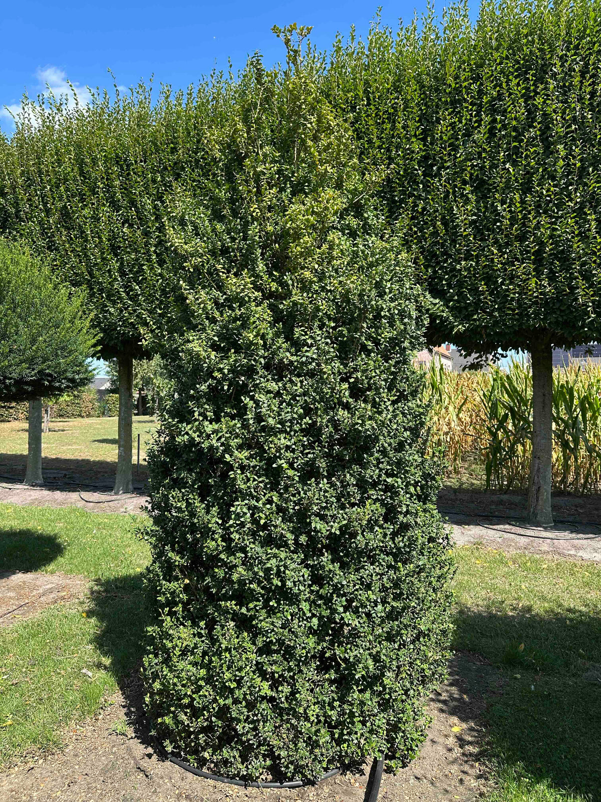 BUSE SHRUB #004