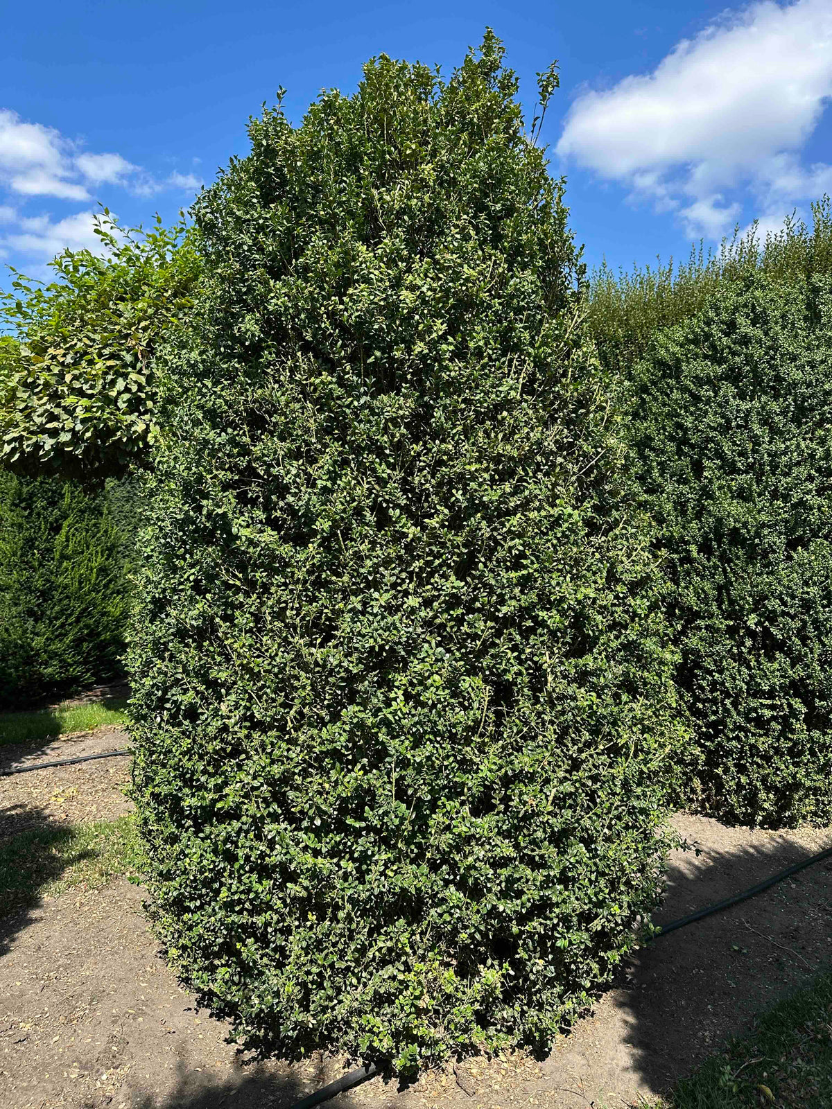 BUSE SHRUB #013
