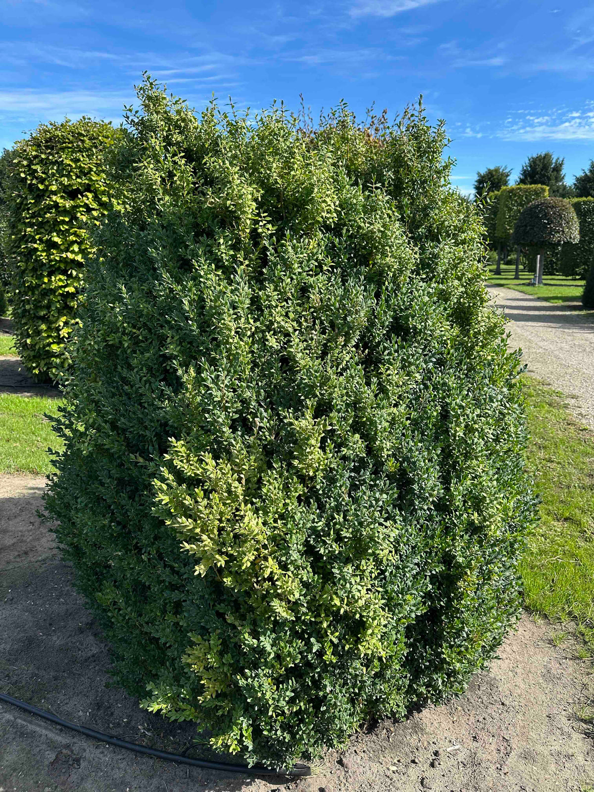 BUSE SHRUB #063