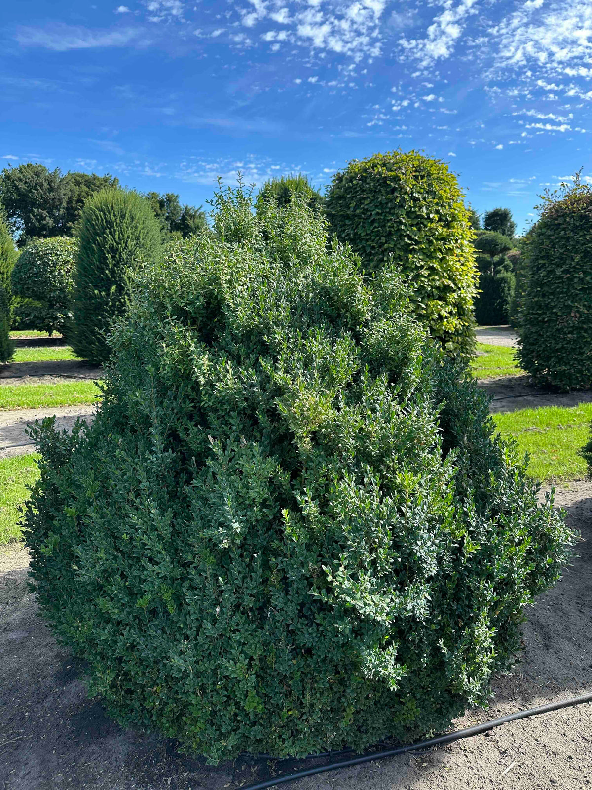 BUSE SHRUB #064