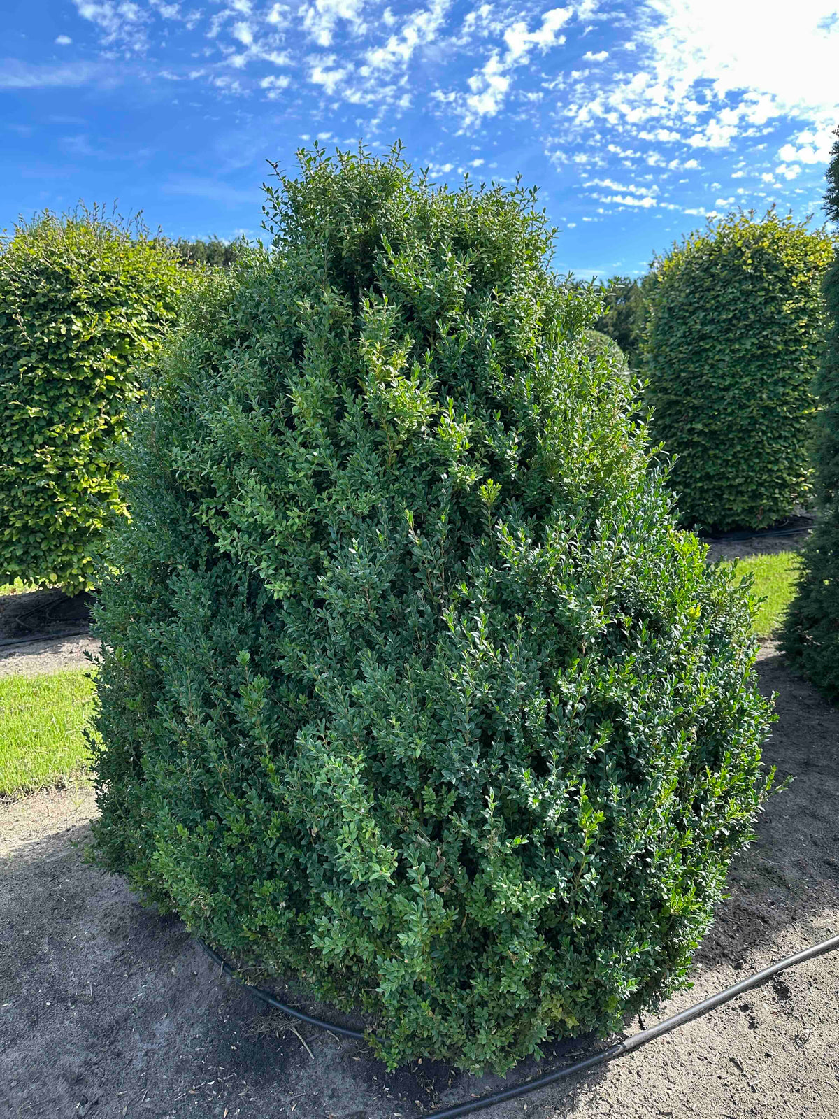 BUSE SHRUB #070