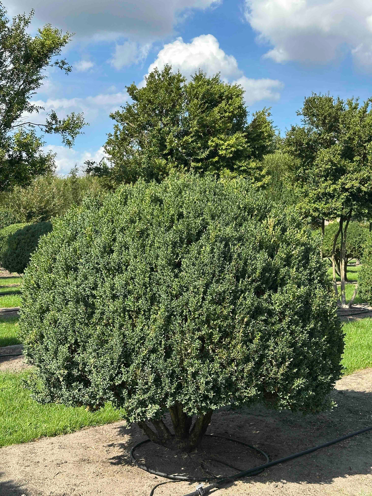 BUSE TOPIARY #002