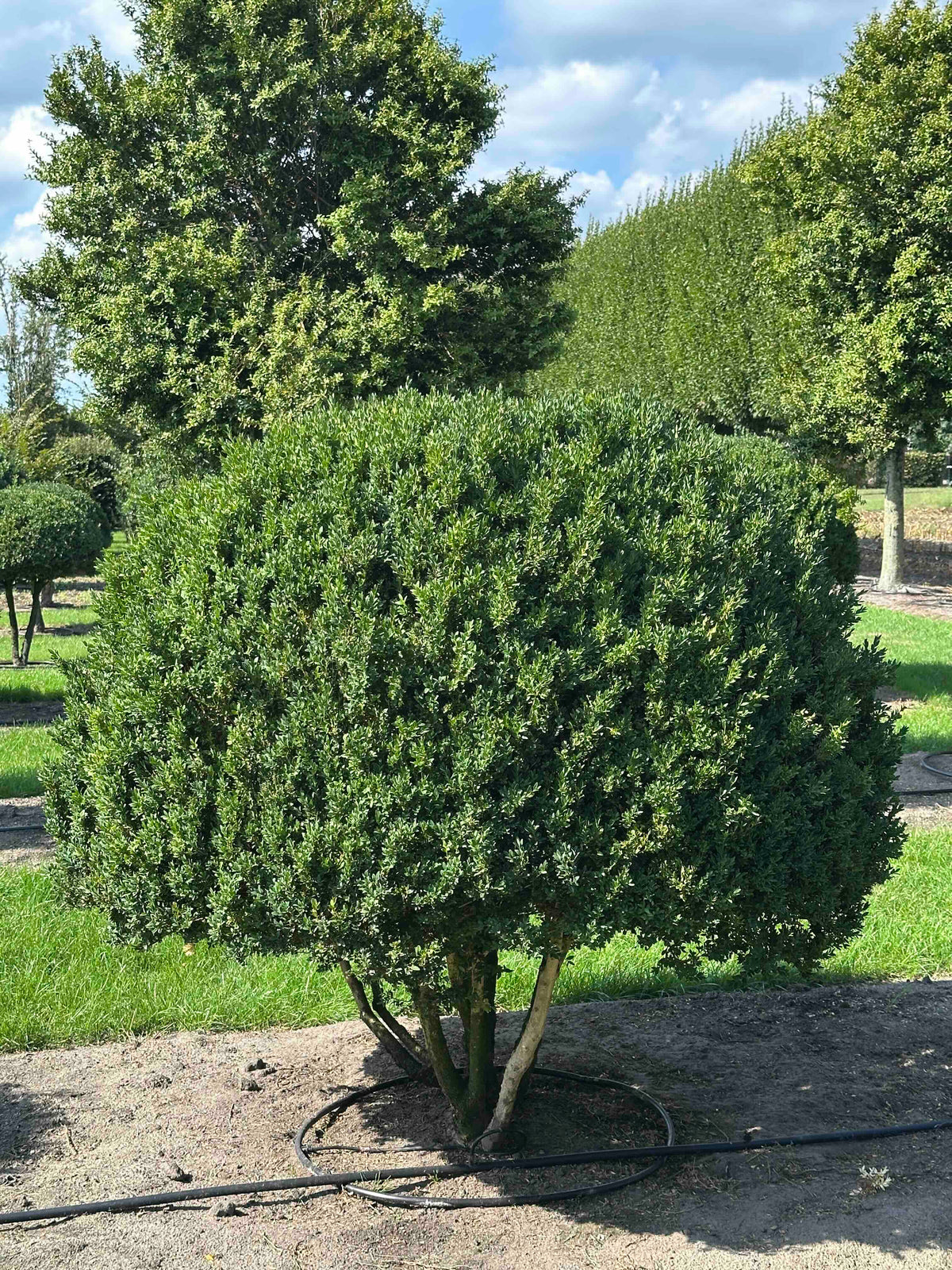 BUSE TOPIARY #007