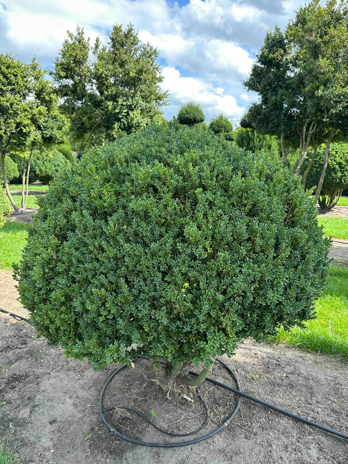 BUSE TOPIARY #009
