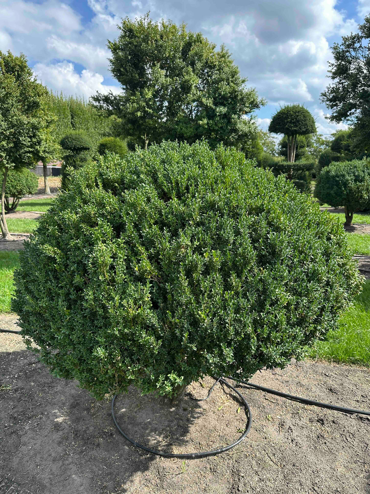 BUSE TOPIARY #012