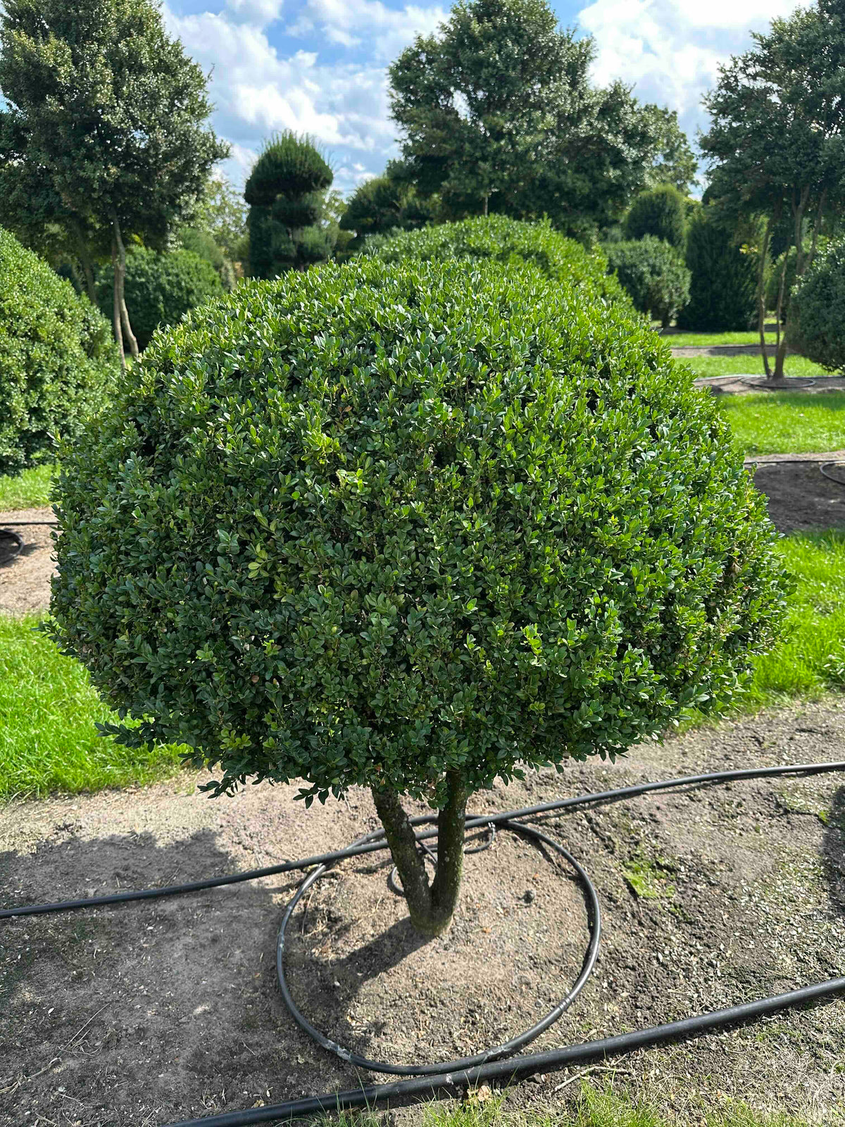 BUSE TOPIARY #018