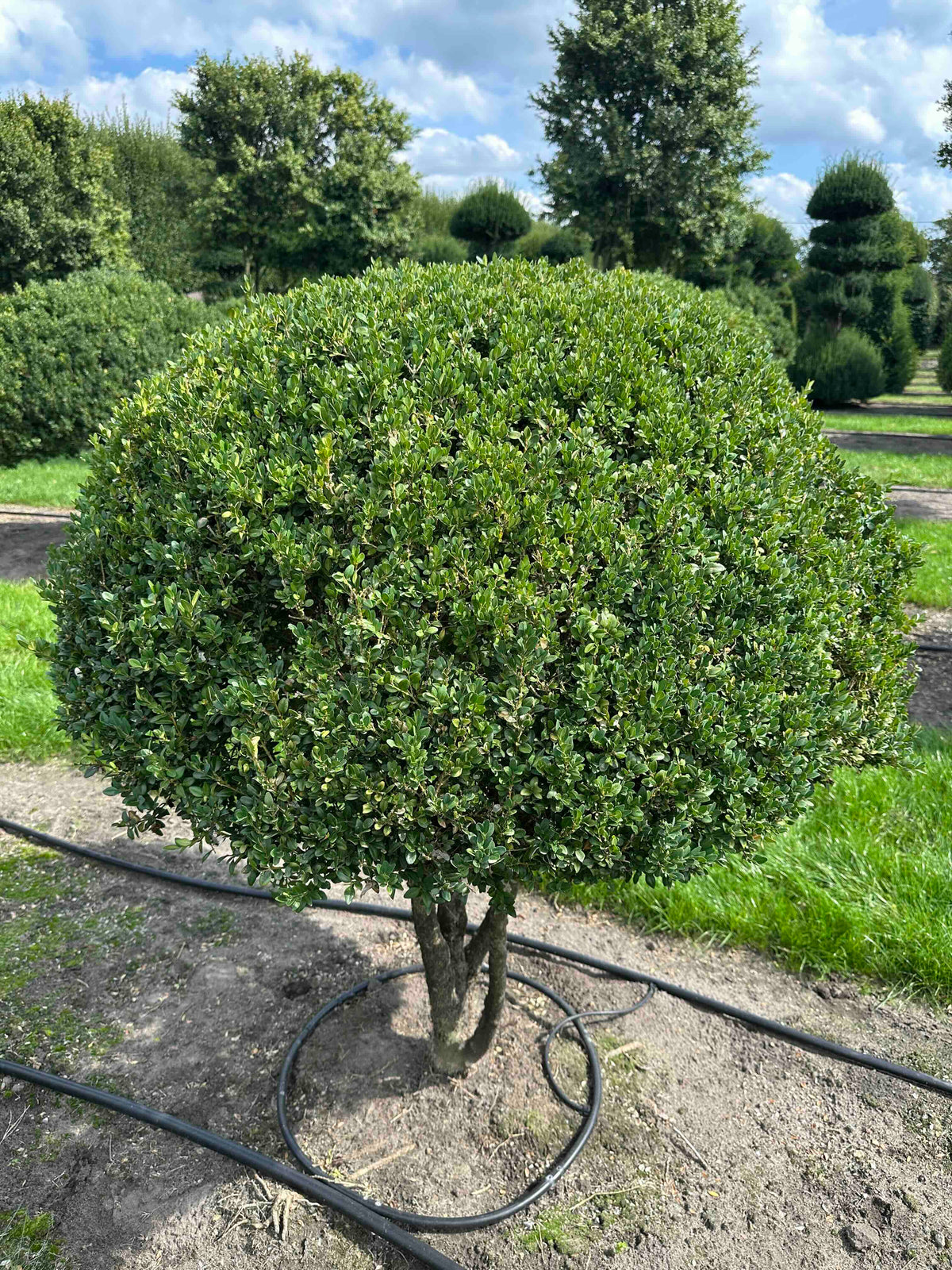 BUSE TOPIARY #021