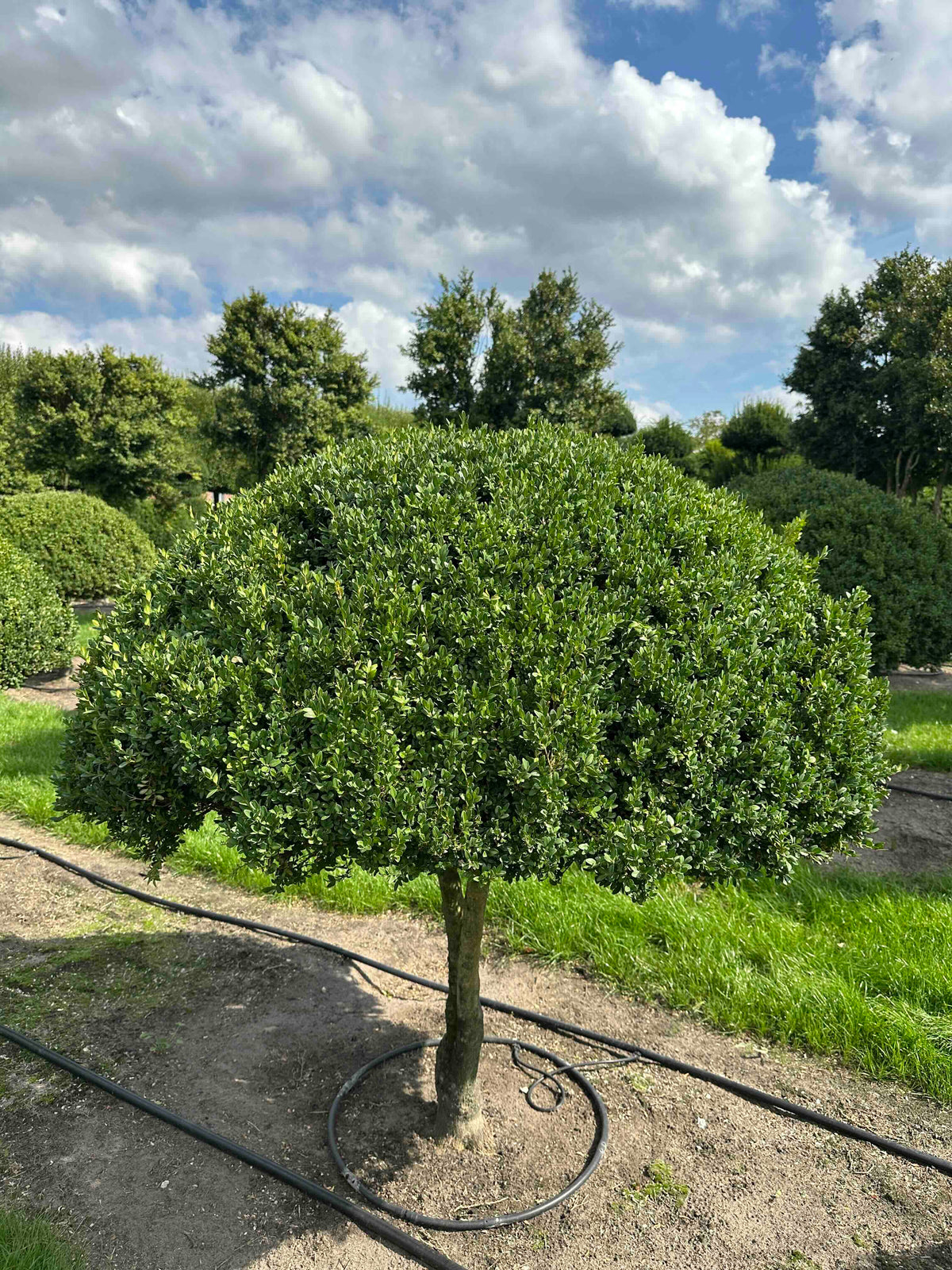 BUSE TOPIARY #023