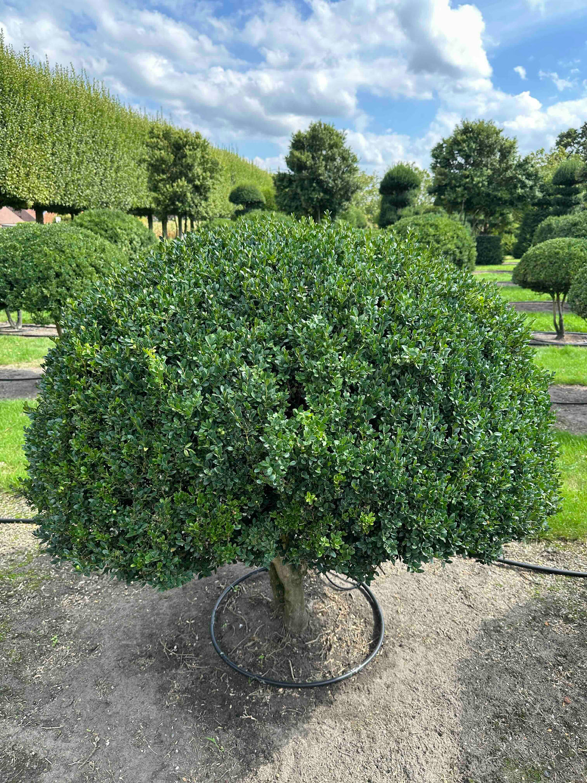 BUSE TOPIARY #040
