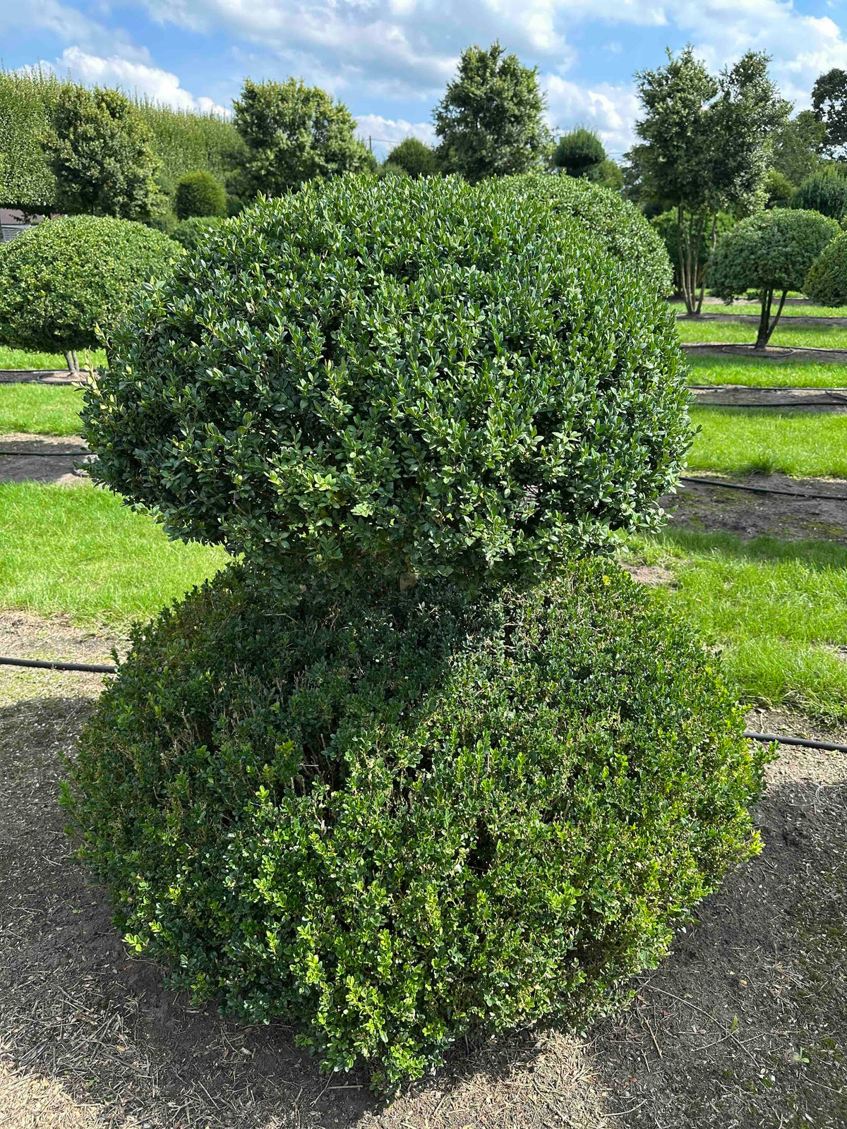 BUSE TOPIARY #043