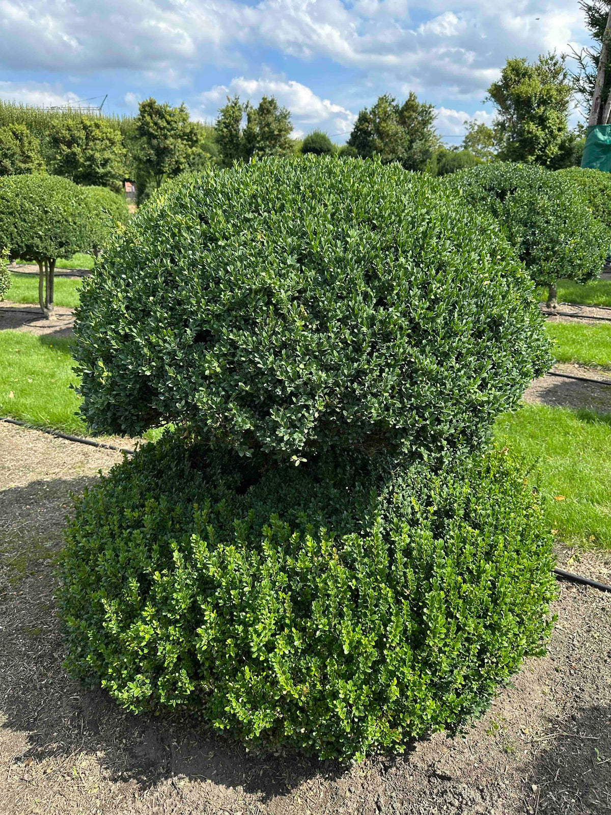 BUSE TOPIARY #047