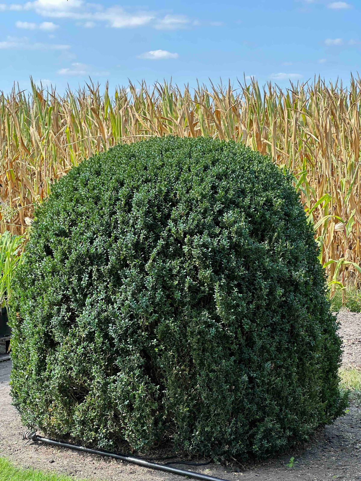 BUSE TOPIARY #049