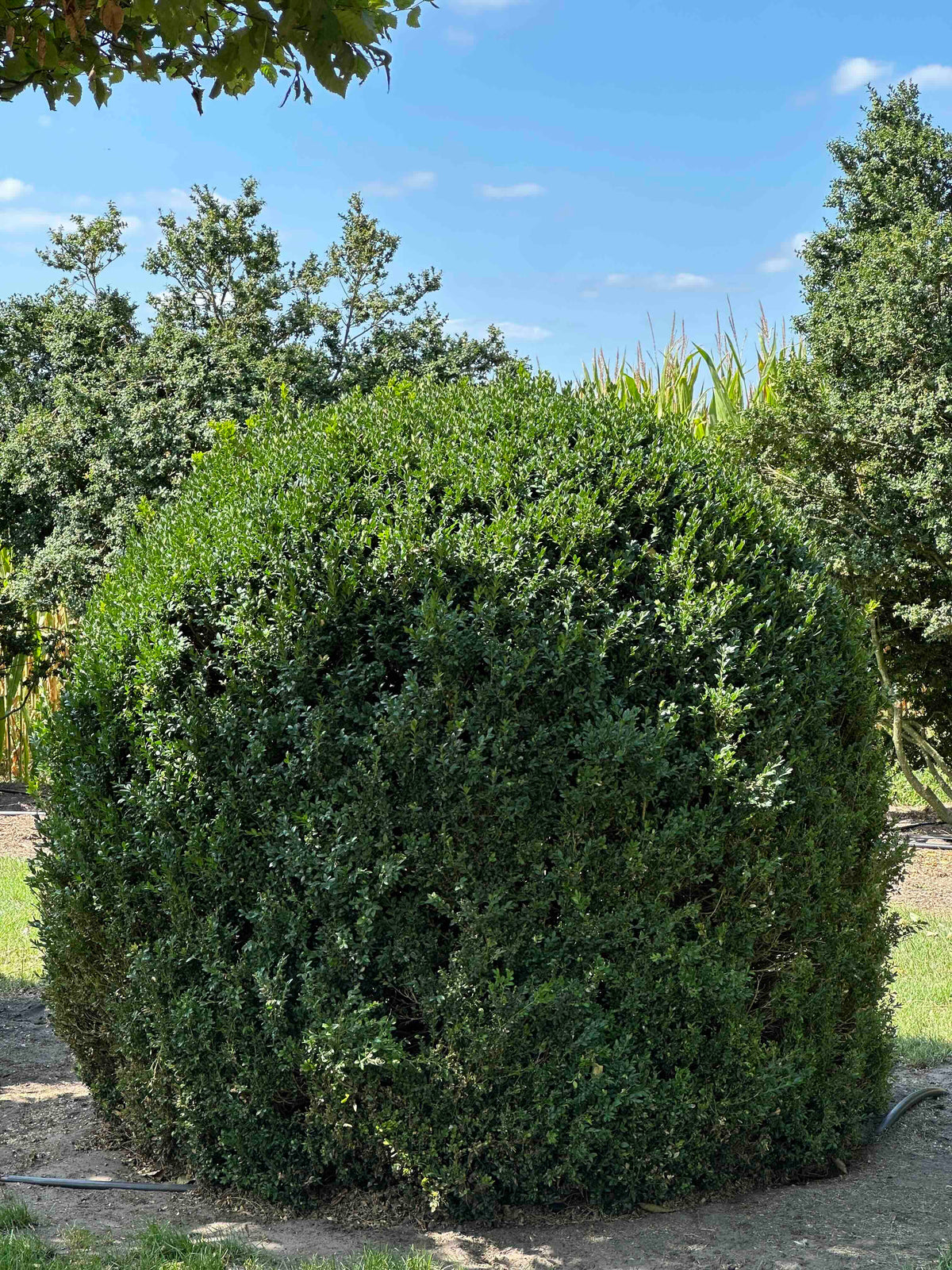 BUSE TOPIARY #060