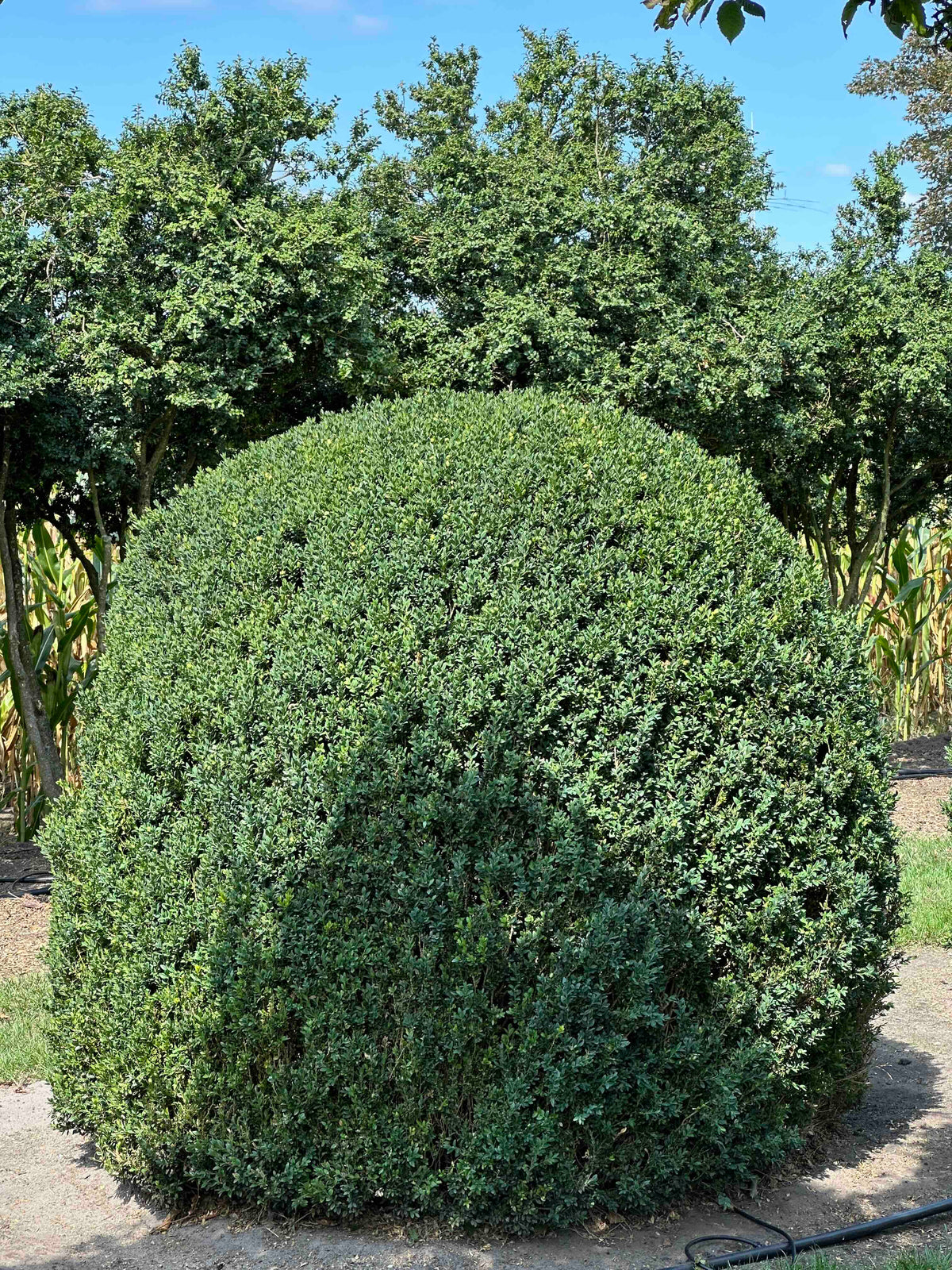 BUSE TOPIARY #052