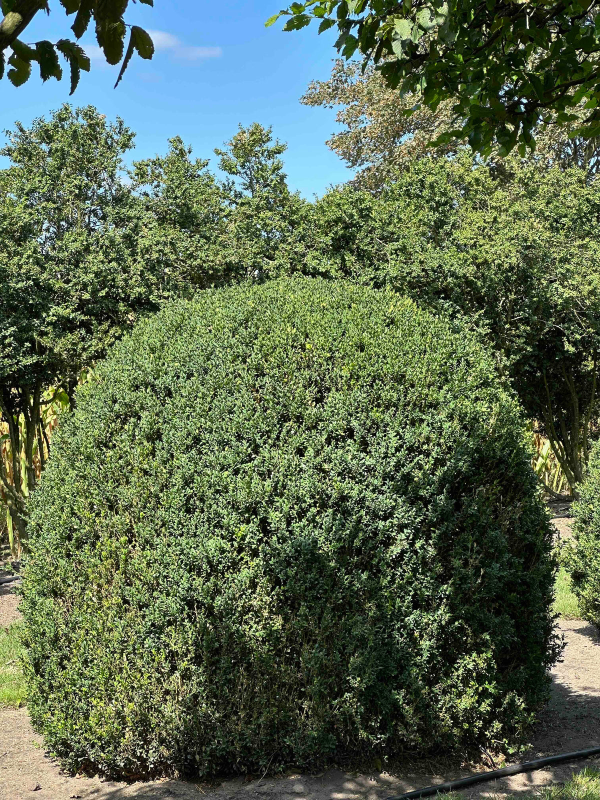 BUSE TOPIARY #054