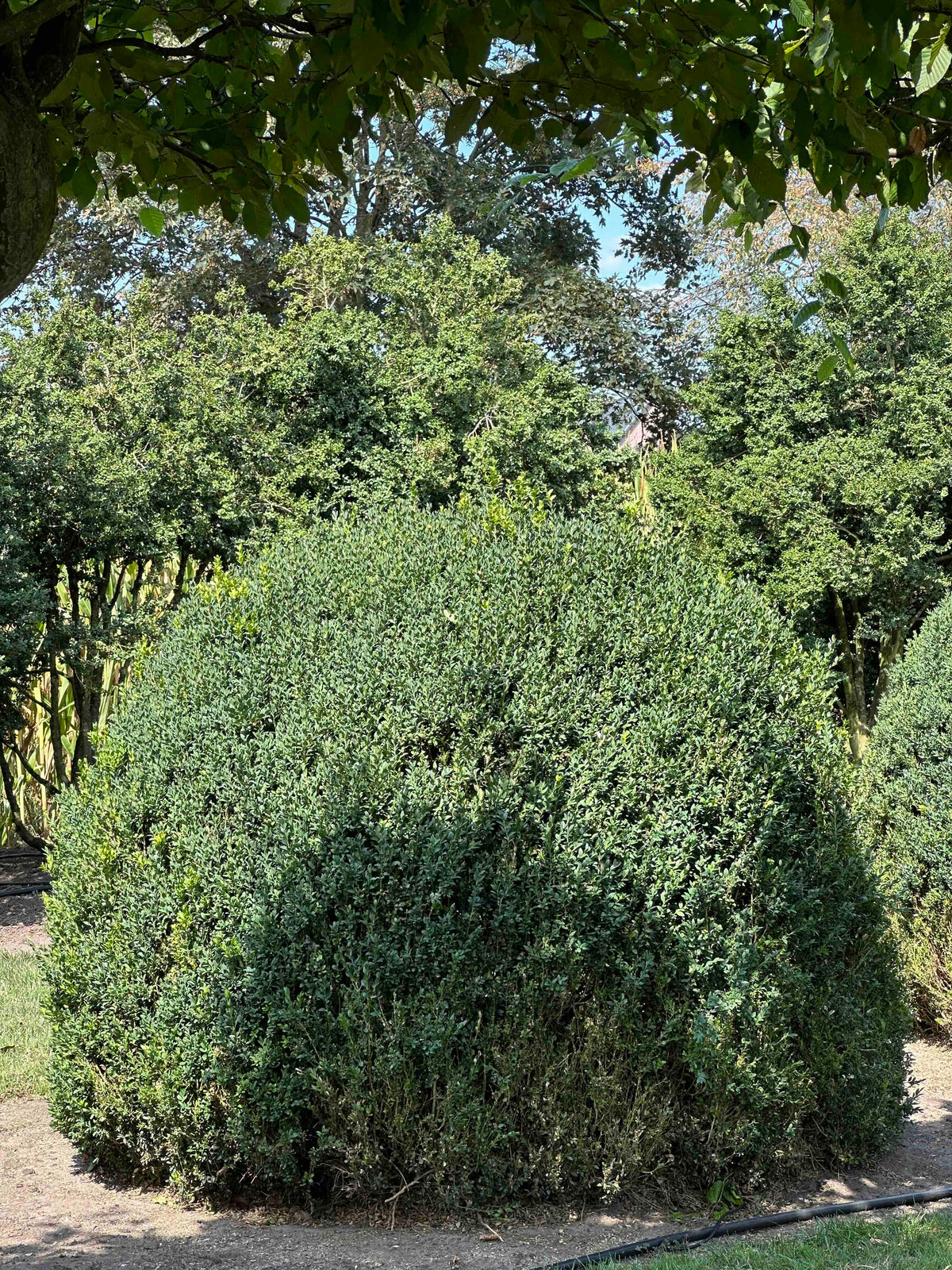 BUSE TOPIARY #057