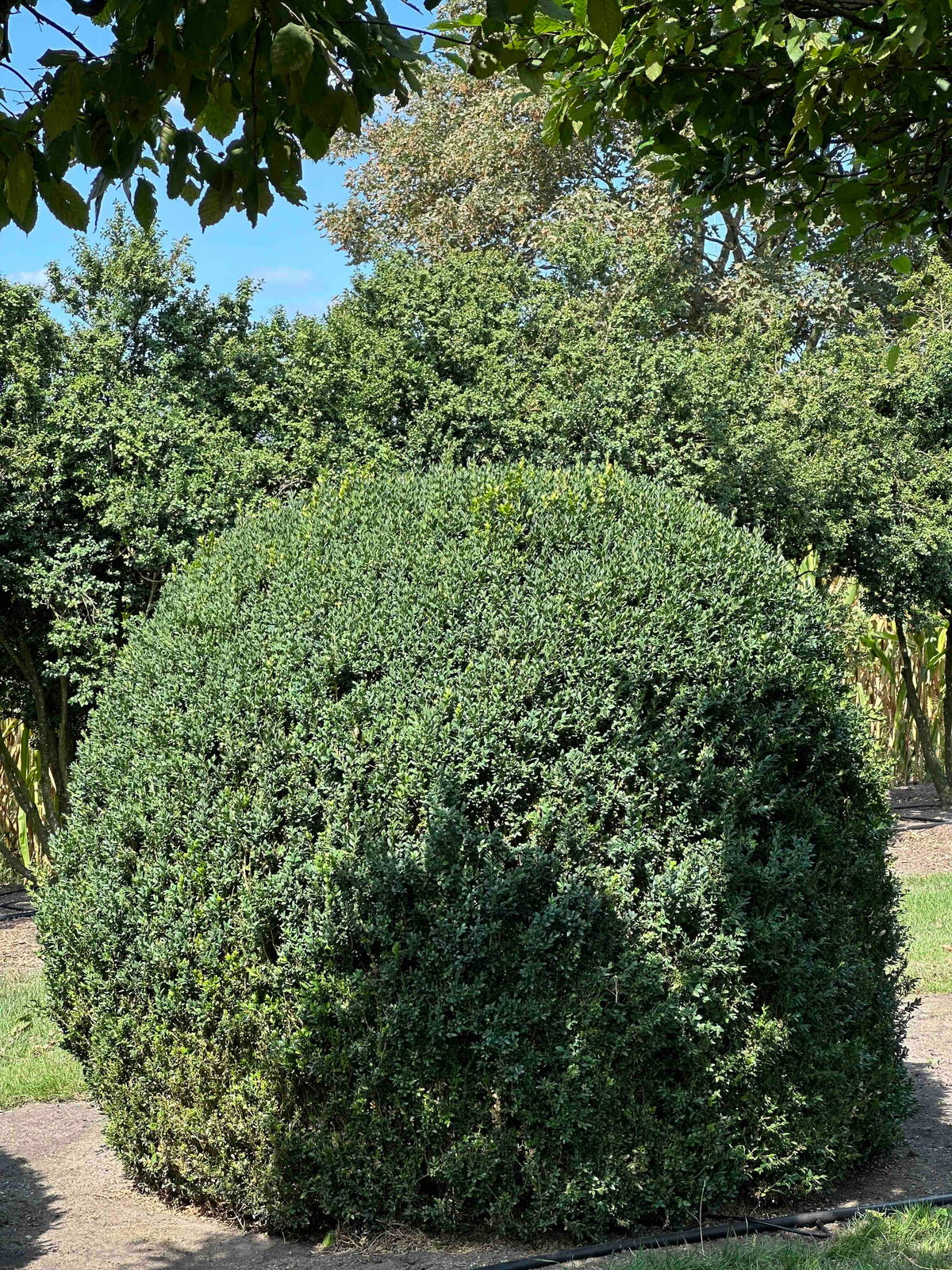 BUSE TOPIARY #056