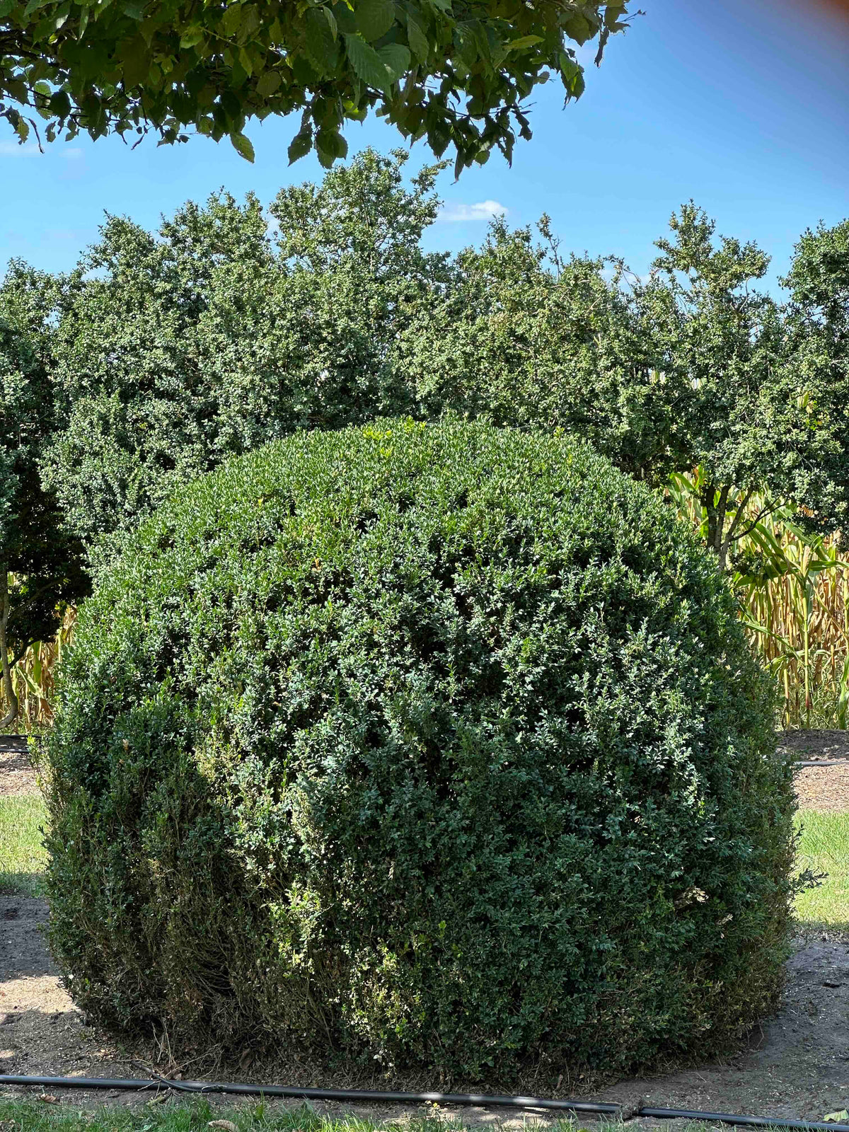 BUSE TOPIARY #058
