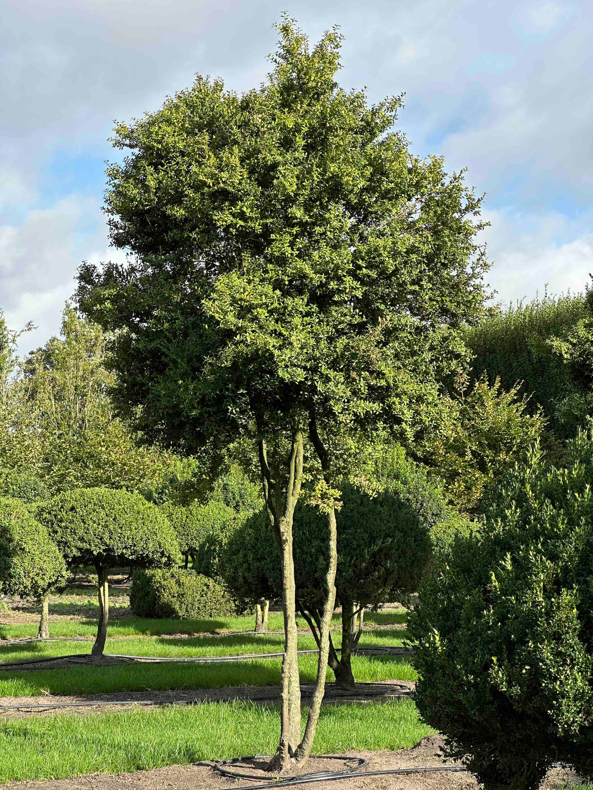 BUSE TREE #005