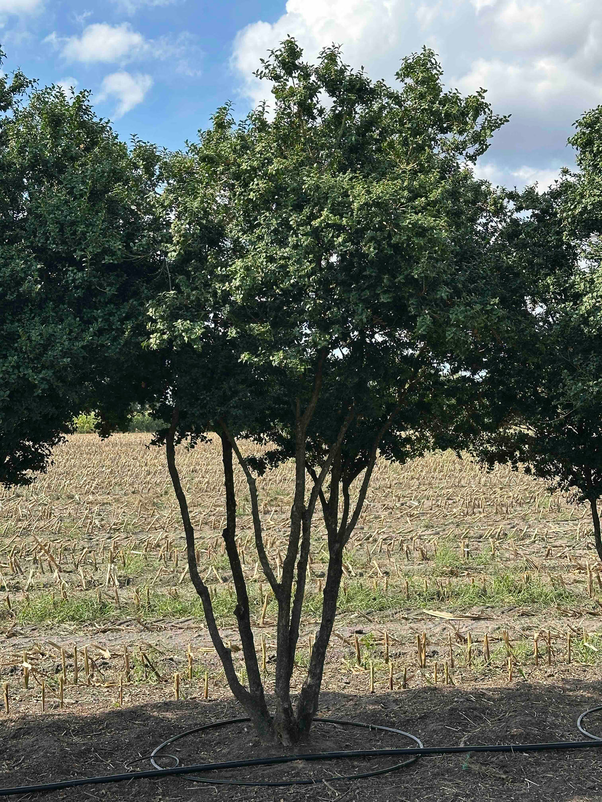 BUSE TREE #068