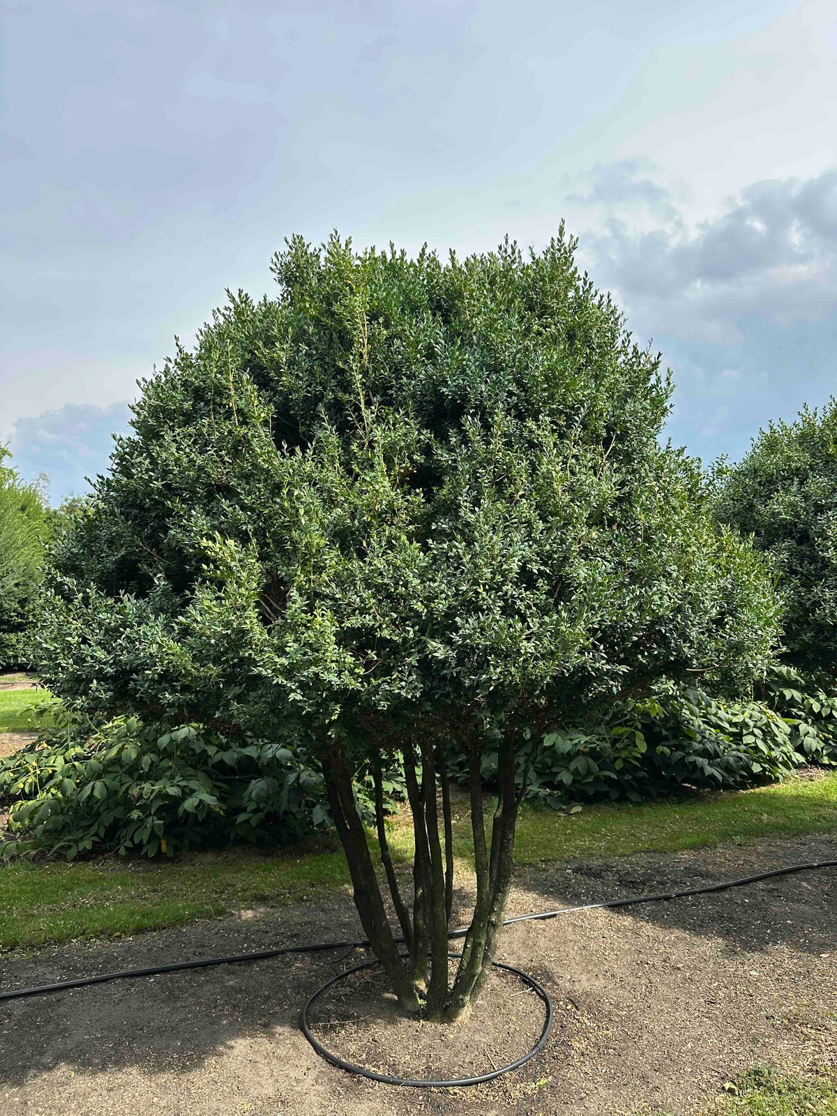 BUSE TREE #084