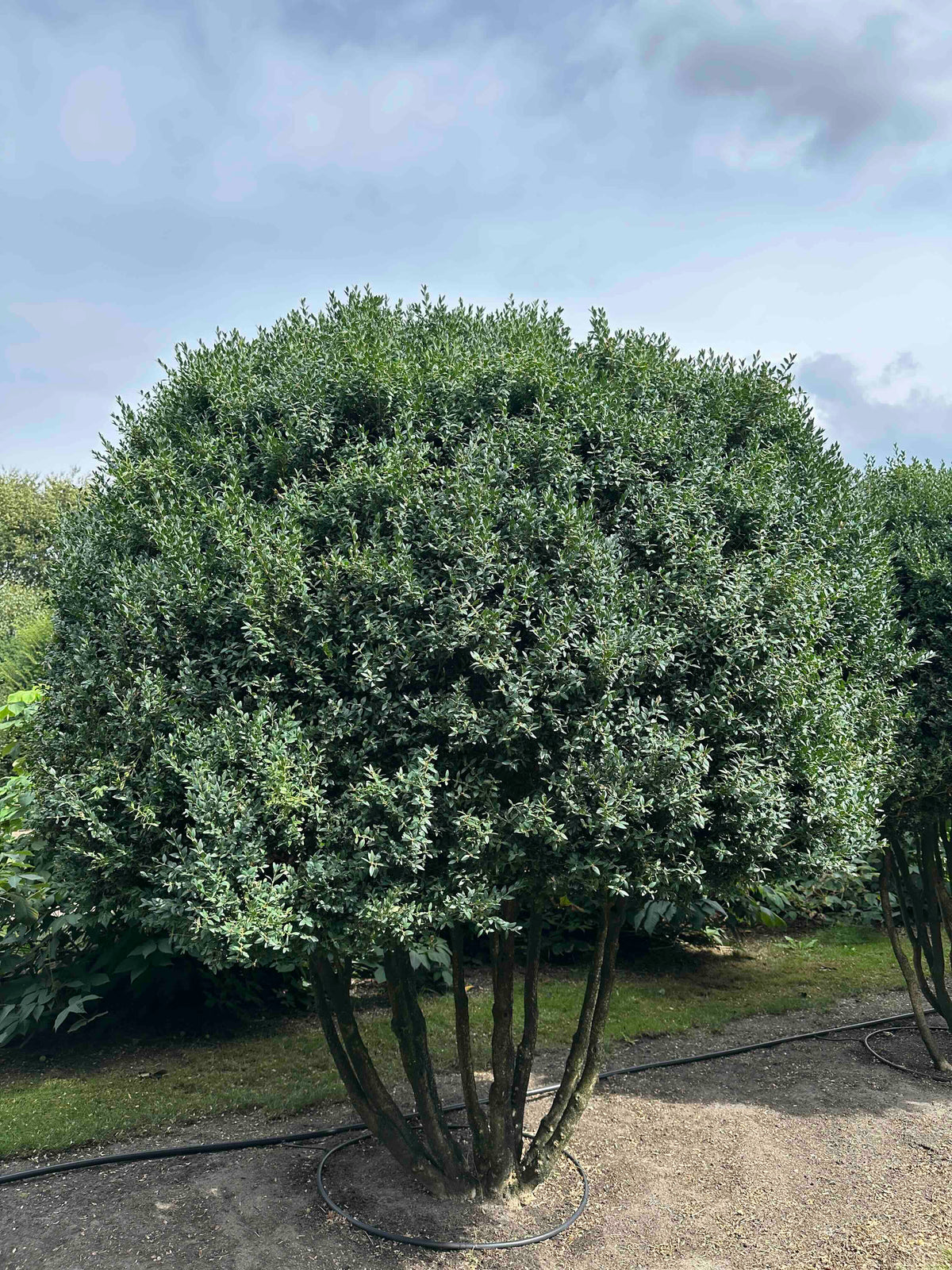 BUSE TREE #090