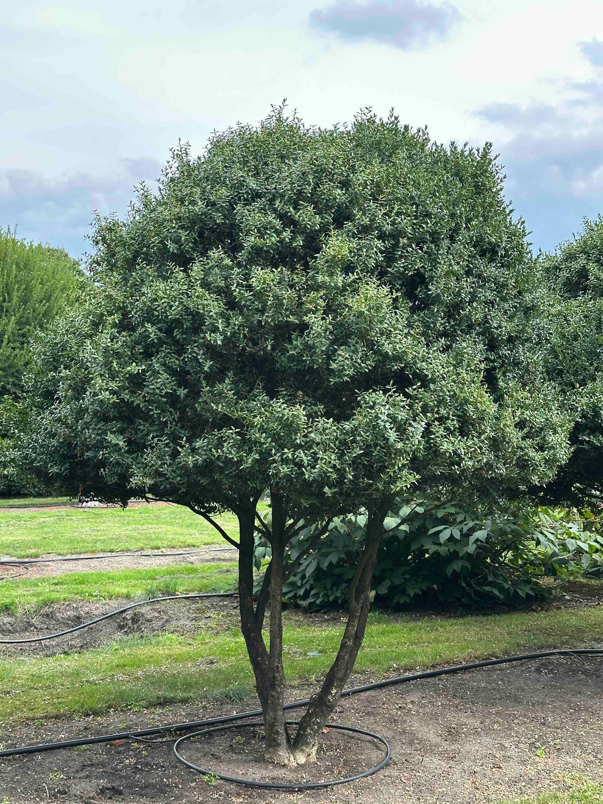 BUSE TREE #093