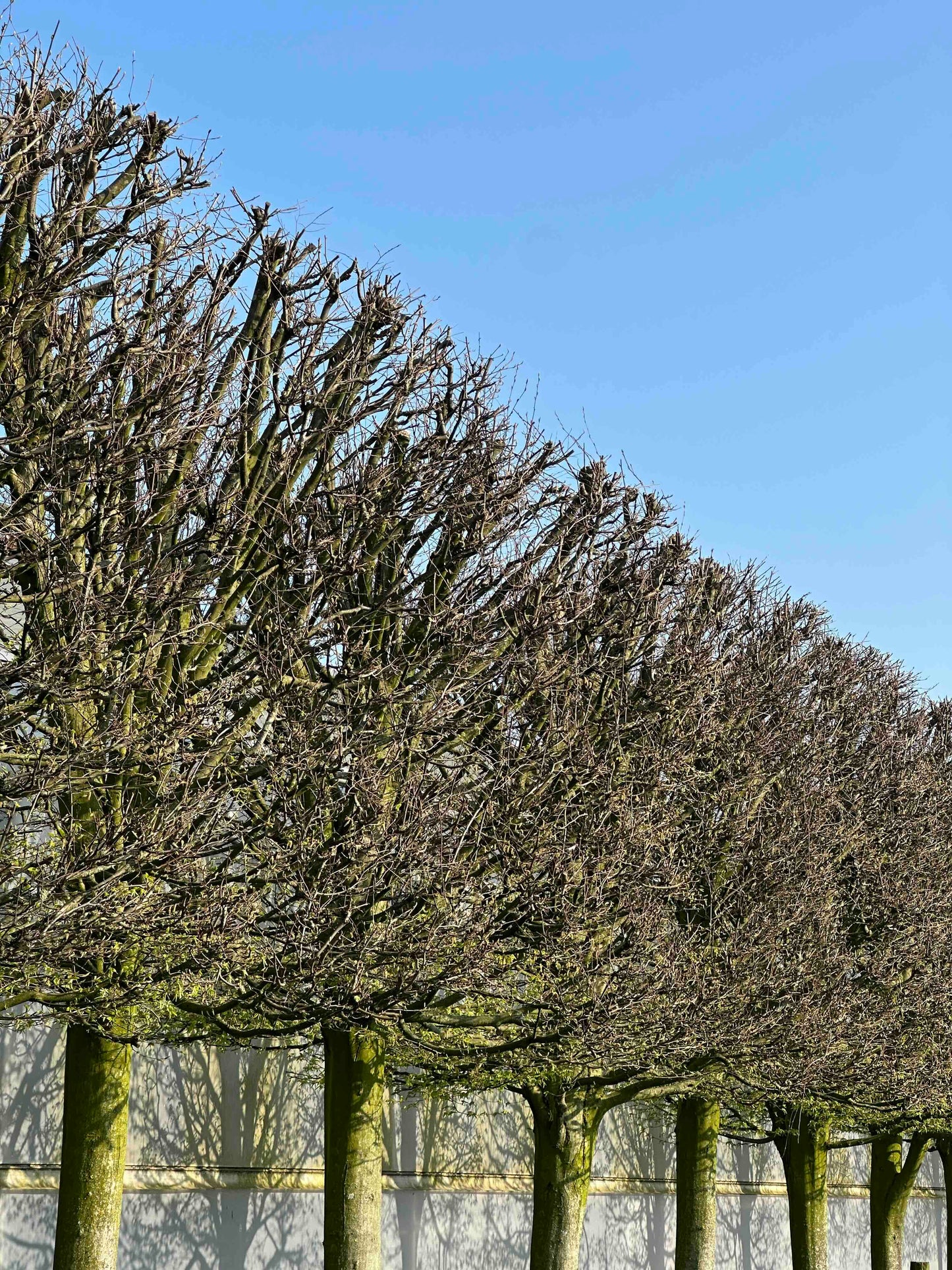 CBF TOPIARY #001