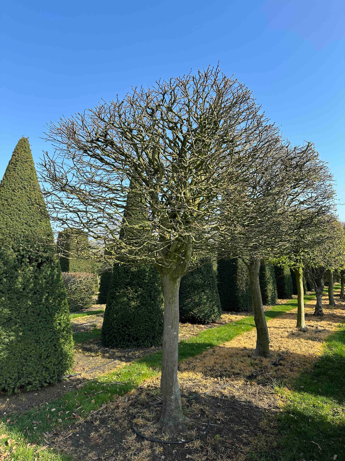 CB TOPIARY #001