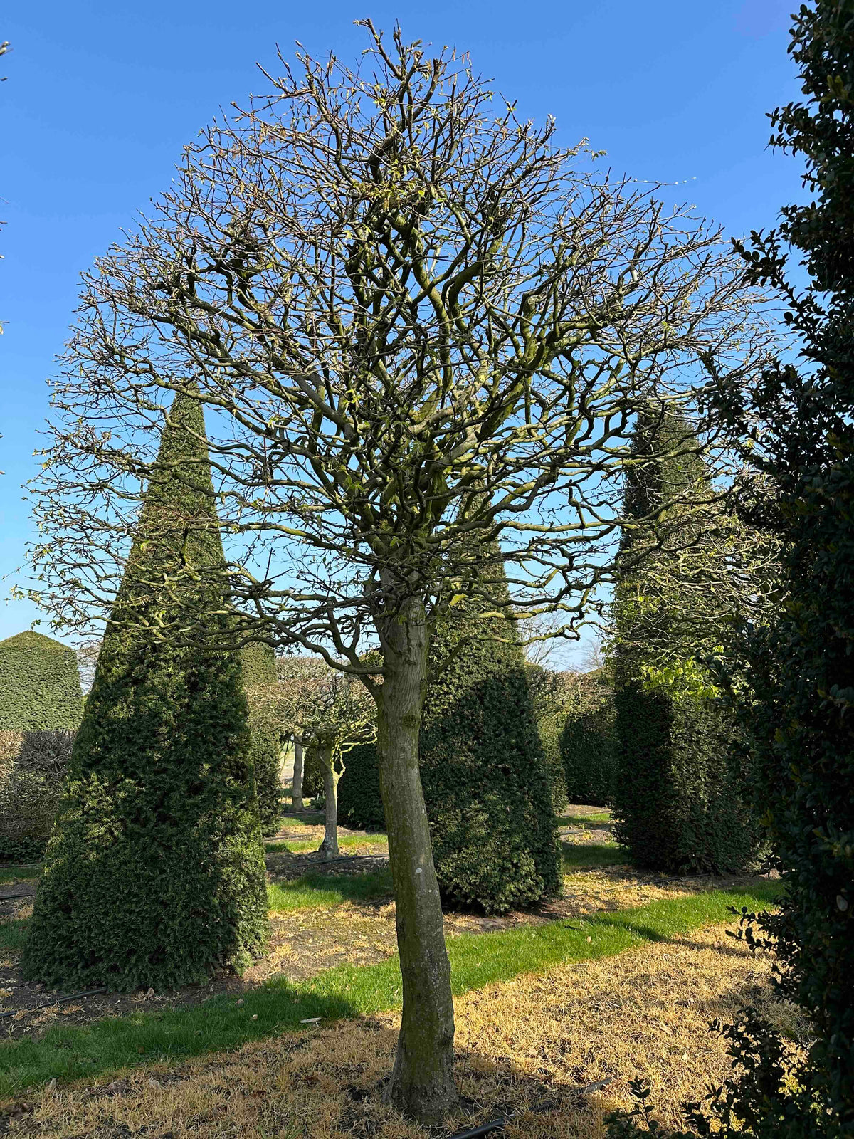 CB TOPIARY #002