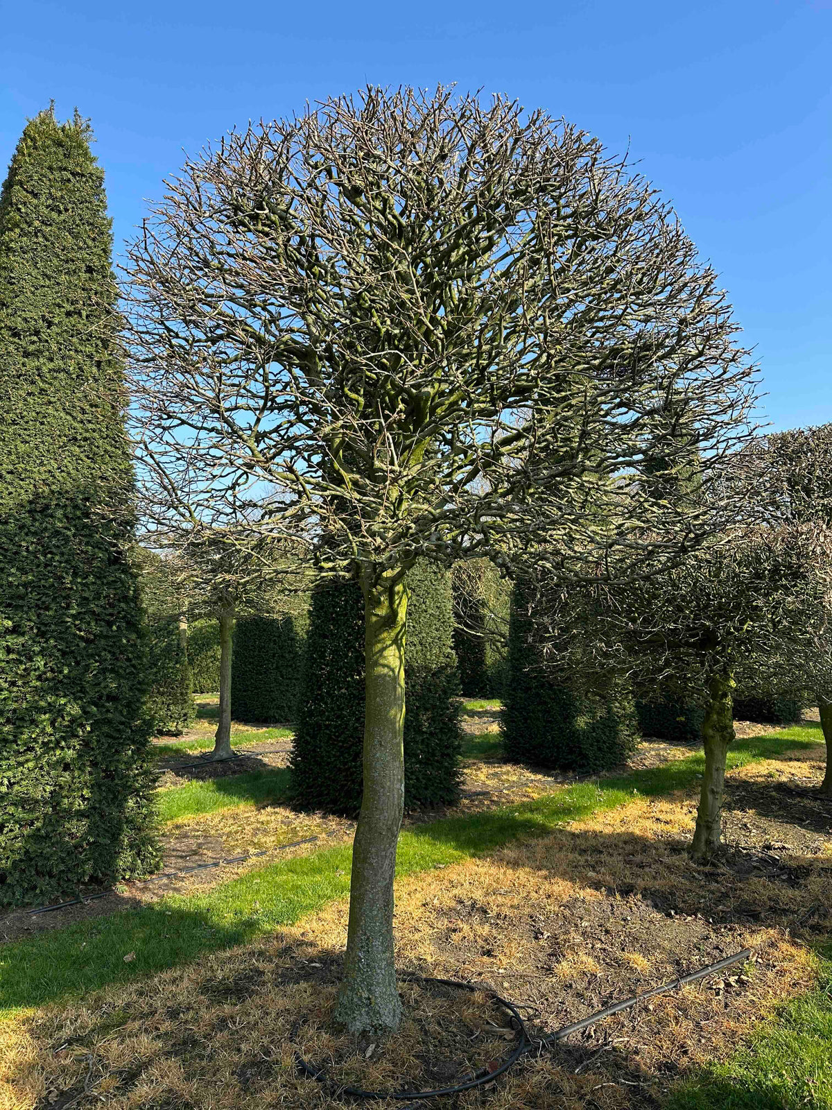 CB TOPIARY #005
