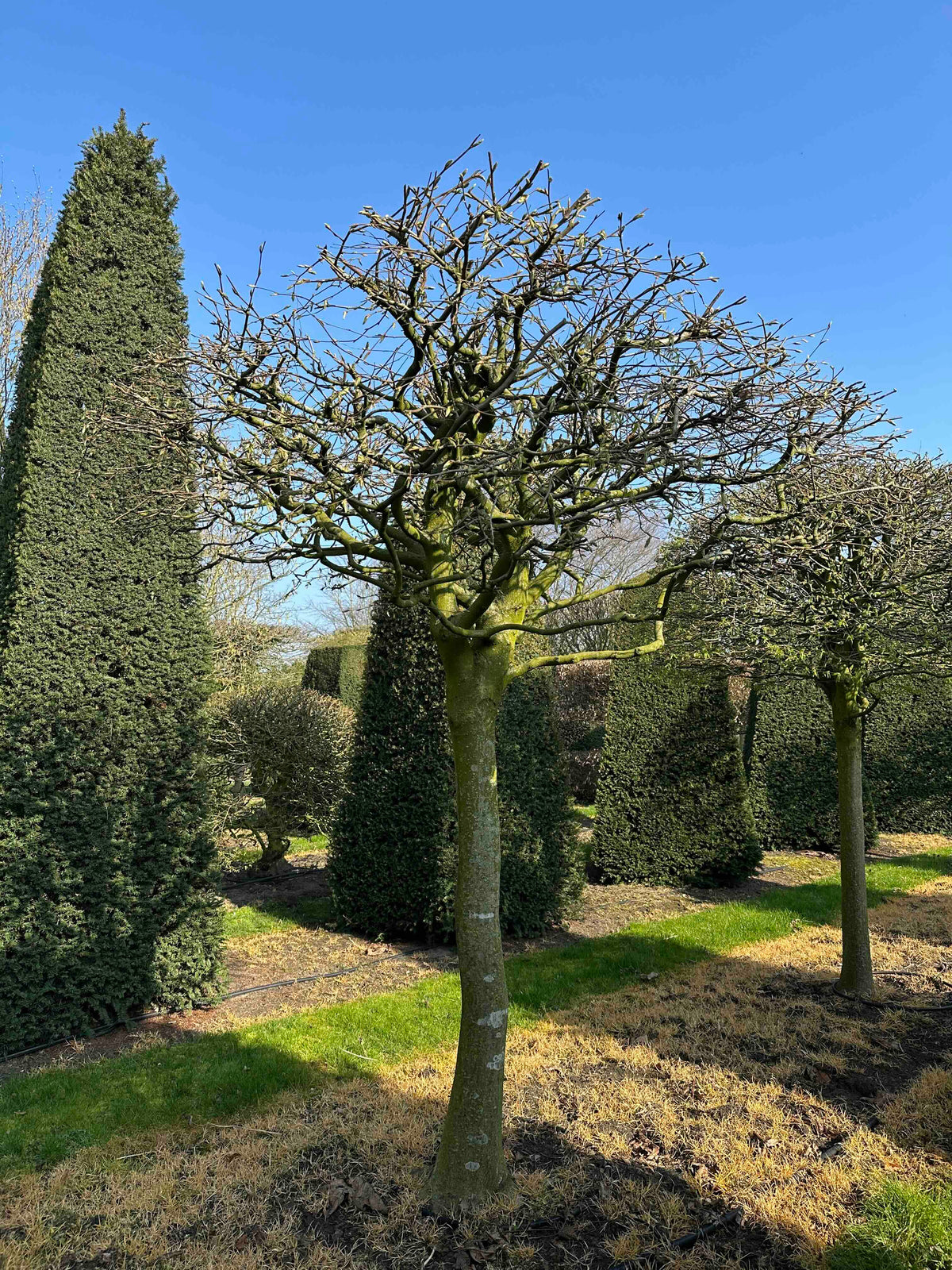 CB TOPIARY #008