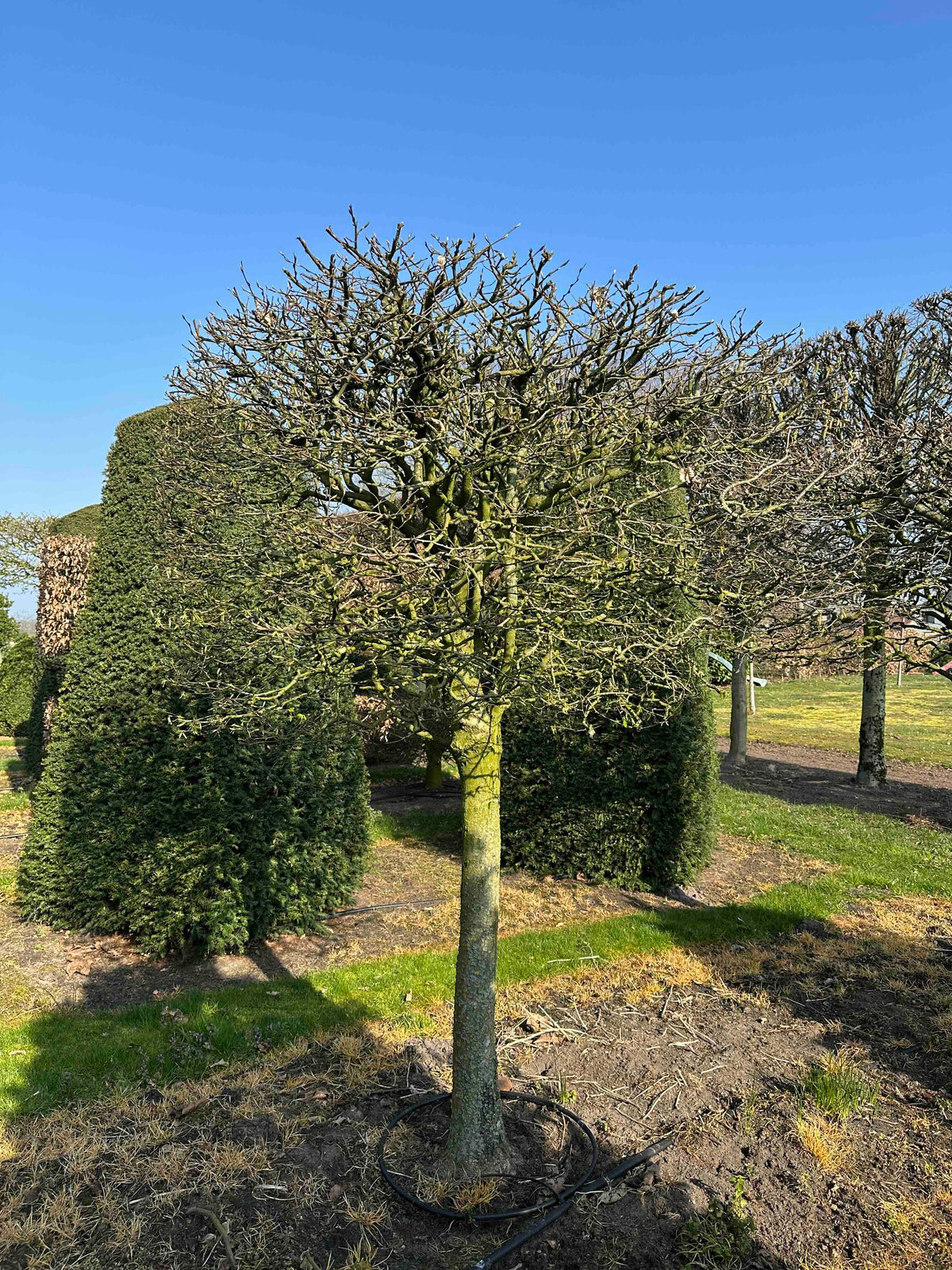 CB TOPIARY #011