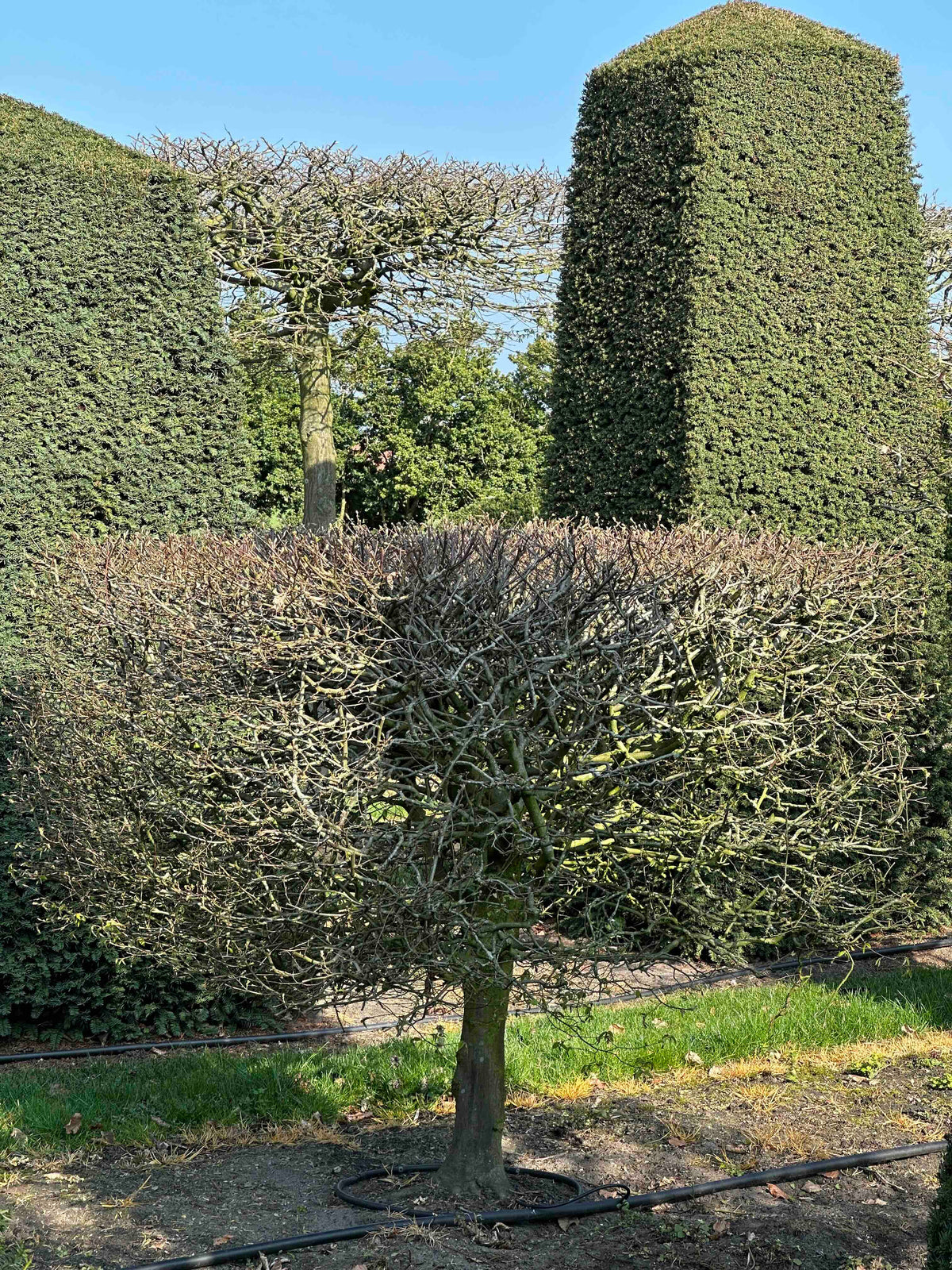 CB TOPIARY #014