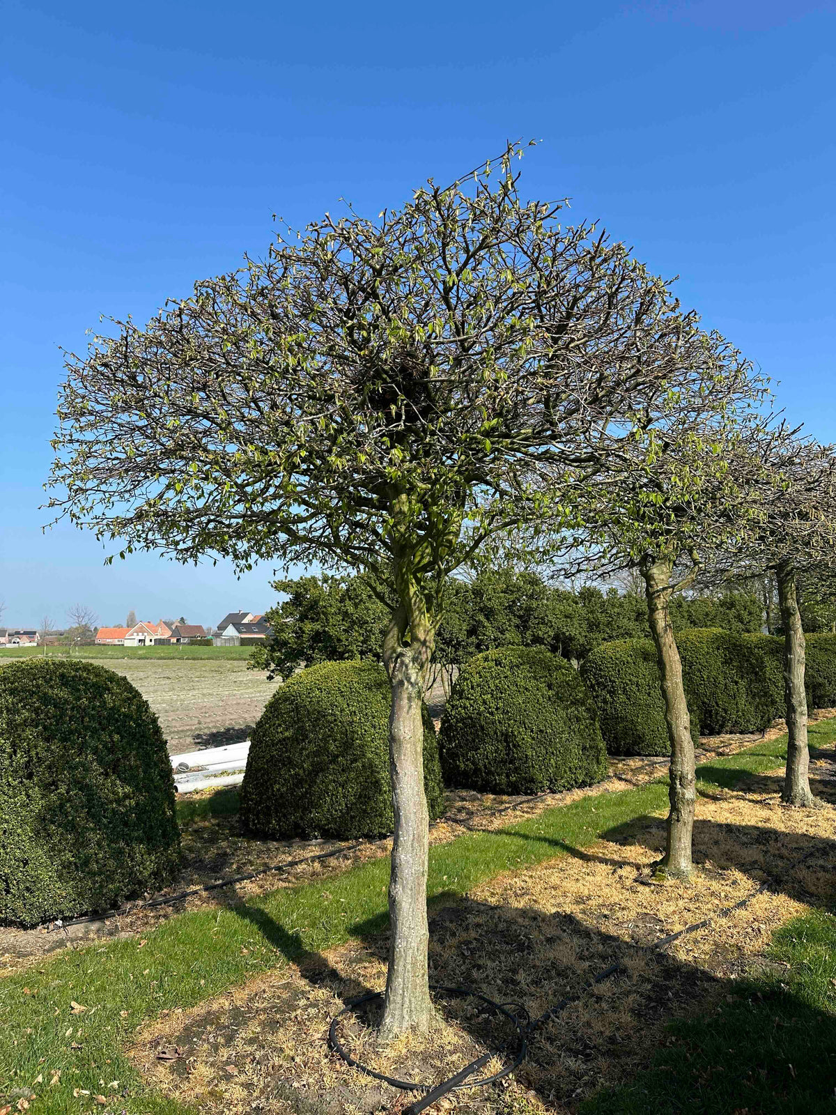 CB TOPIARY #021