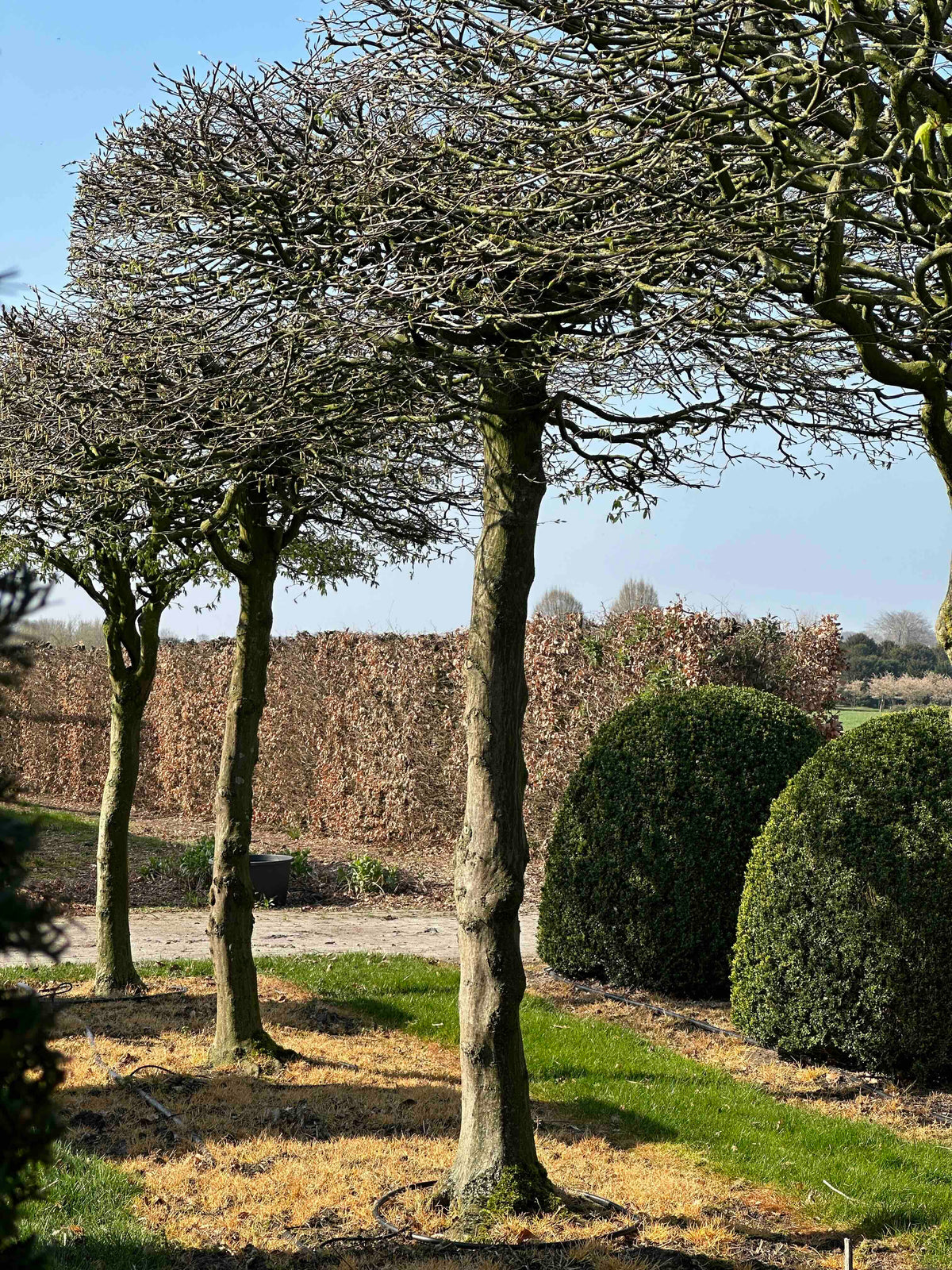 CB TOPIARY #023