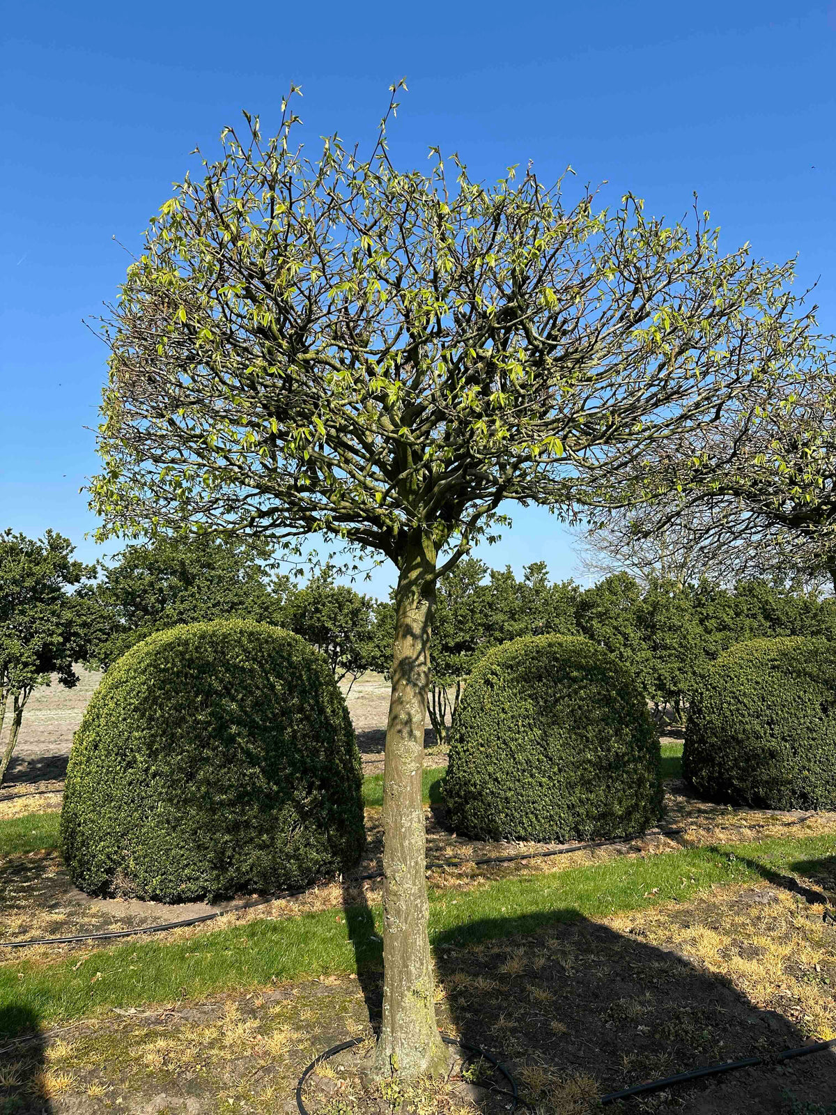 CB TOPIARY #025