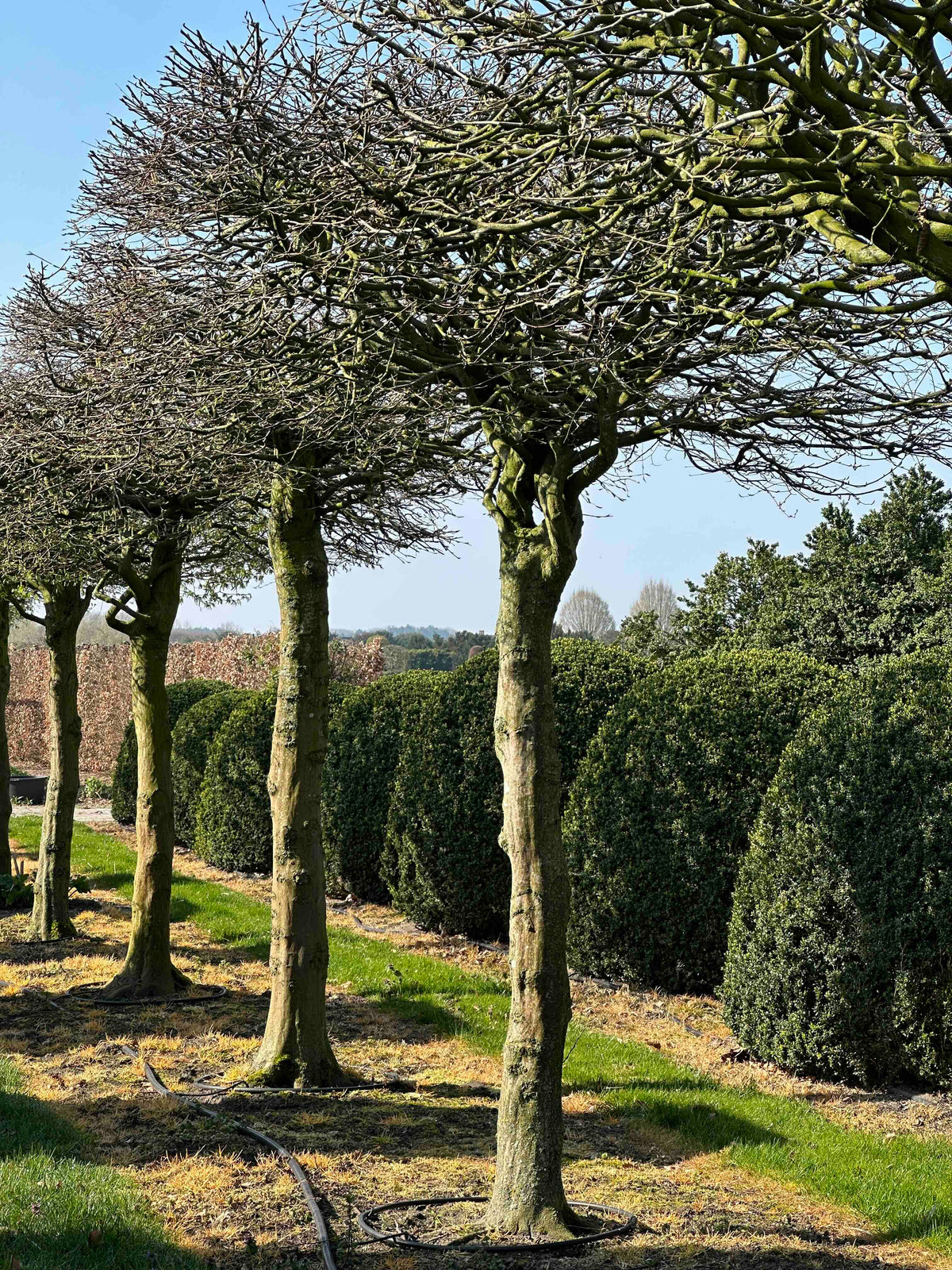 CB TOPIARY #028