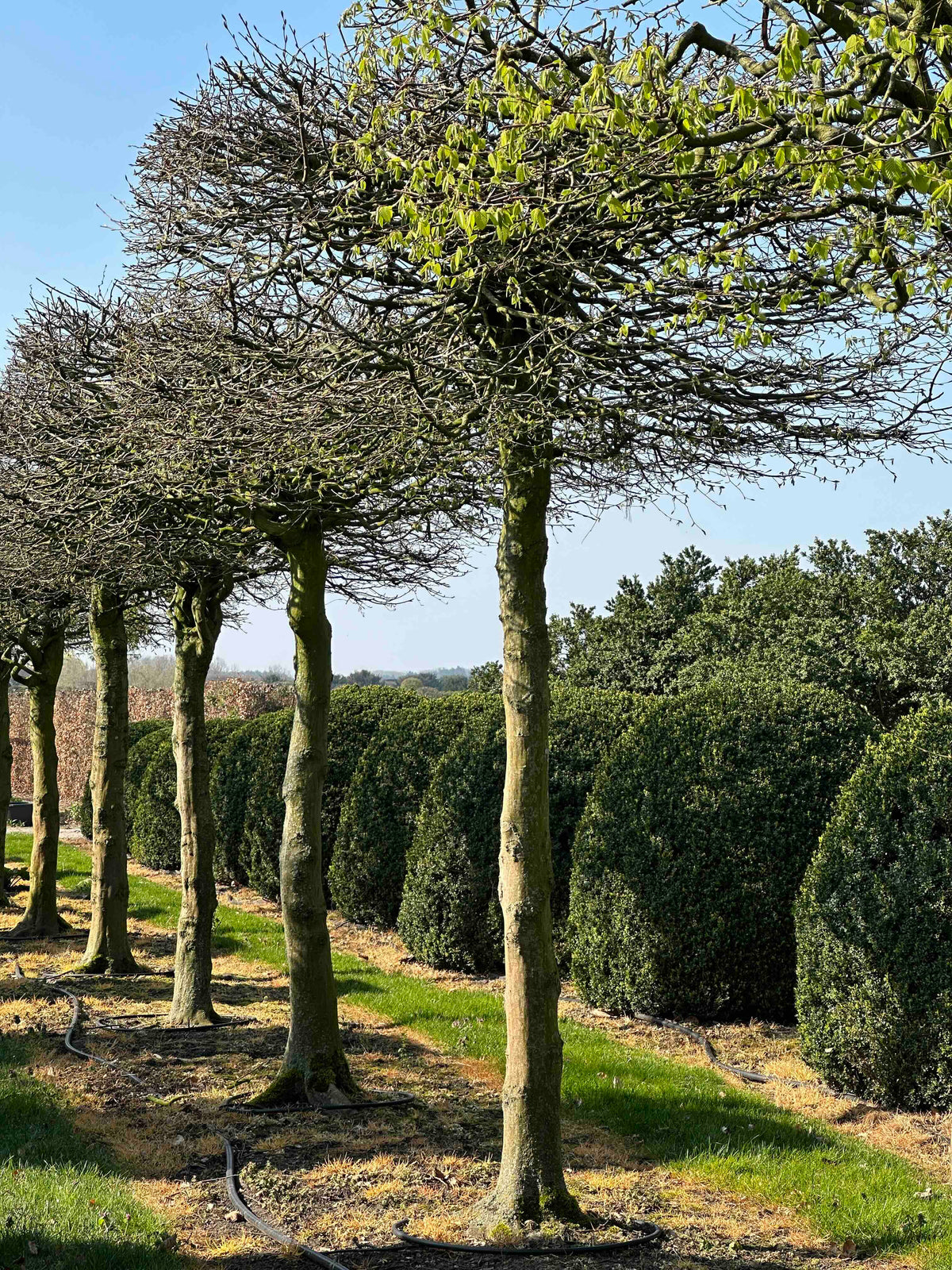 CB TOPIARY #030