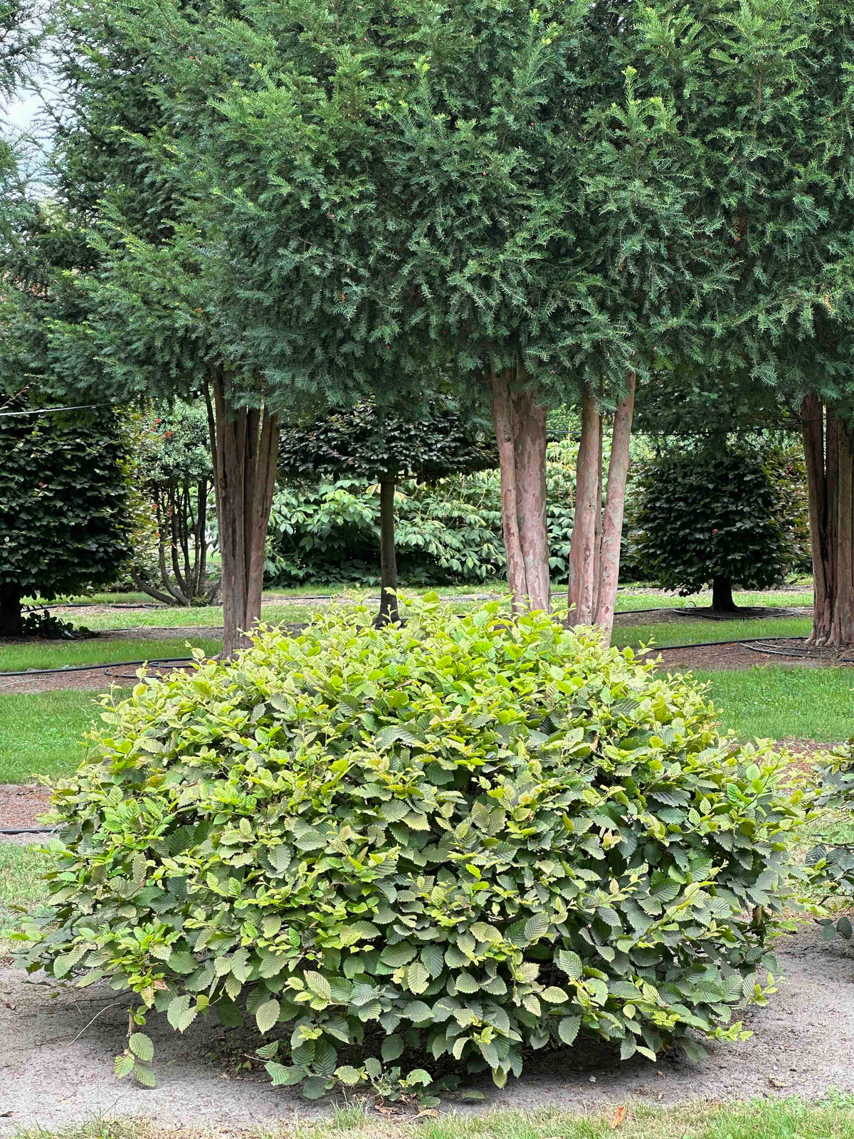 CB TOPIARY #043