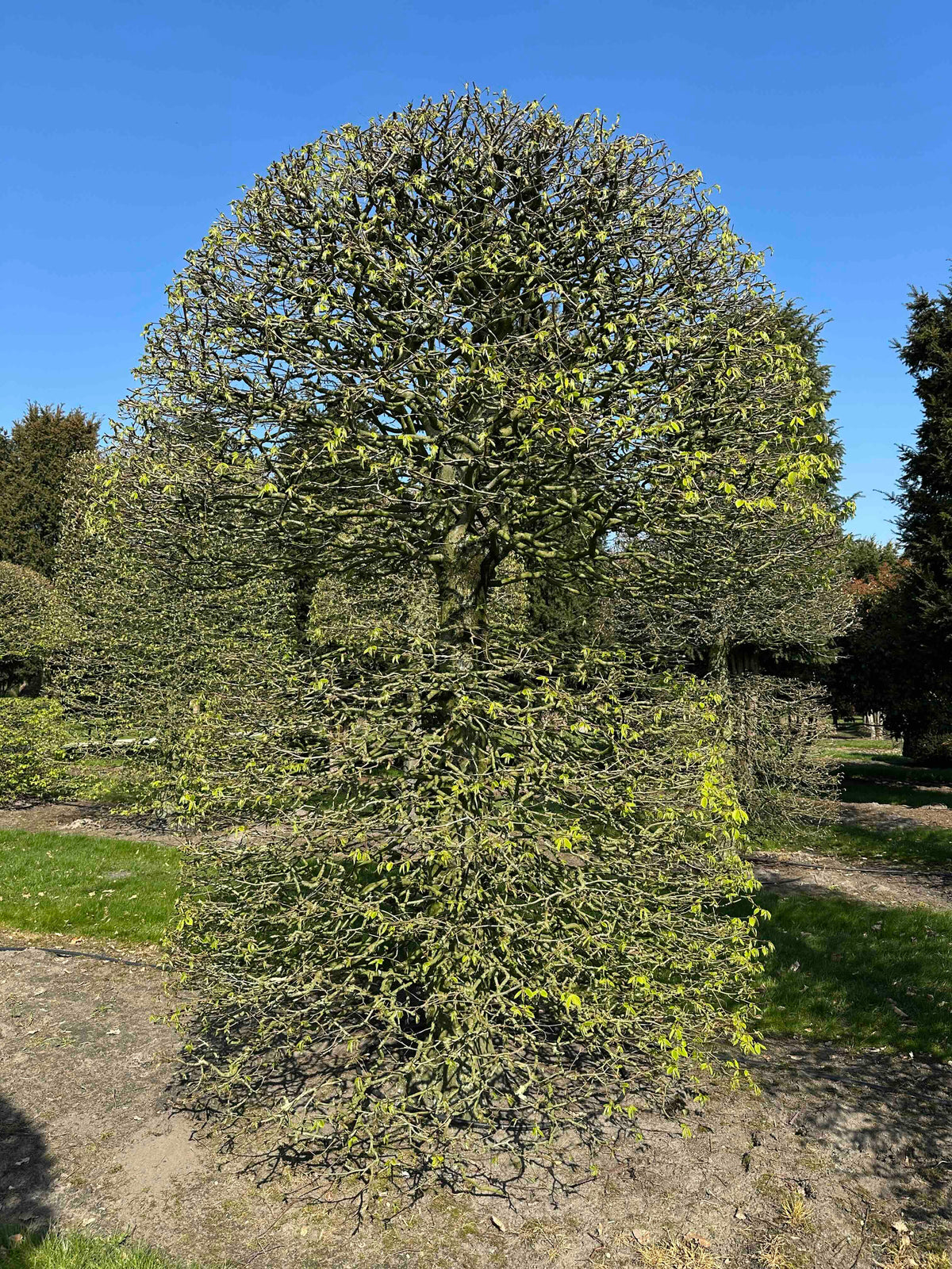 CB TOPIARY #091