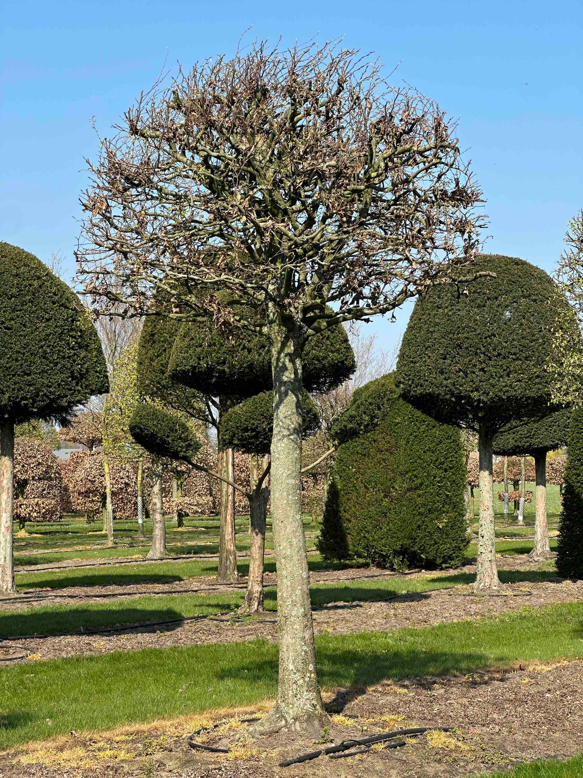 CB TOPIARY #126