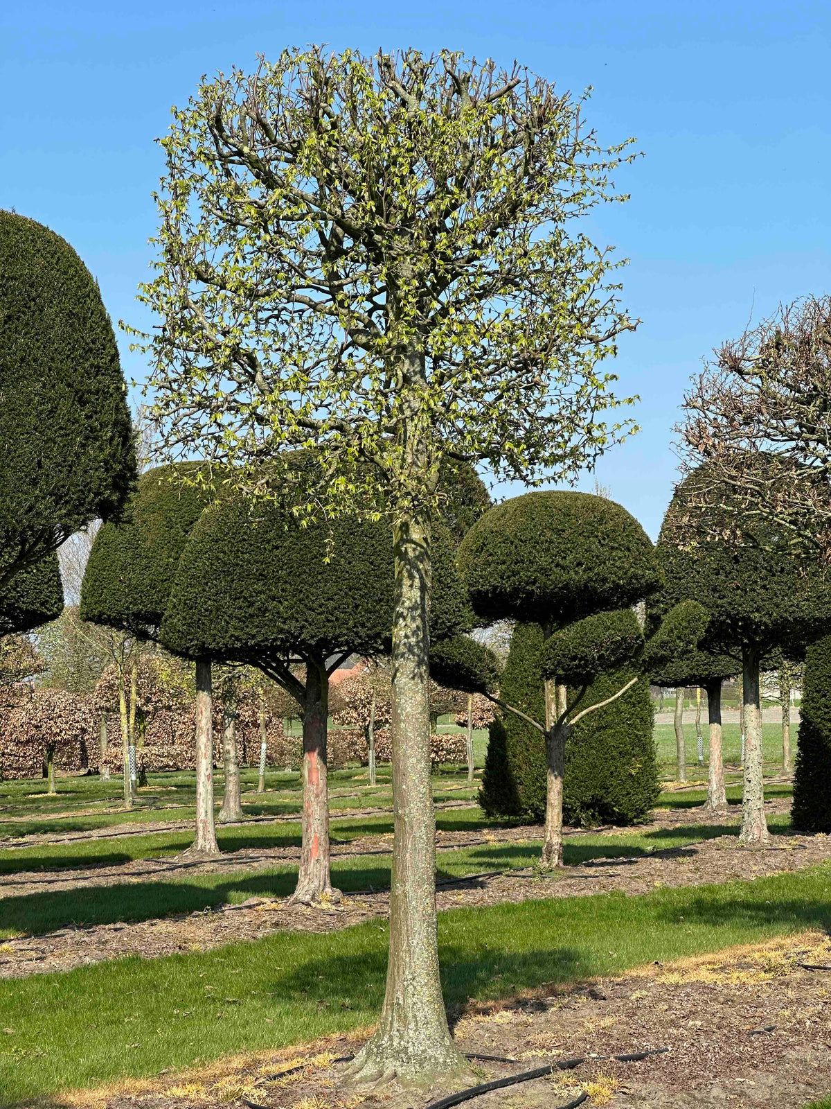 CB TOPIARY #127