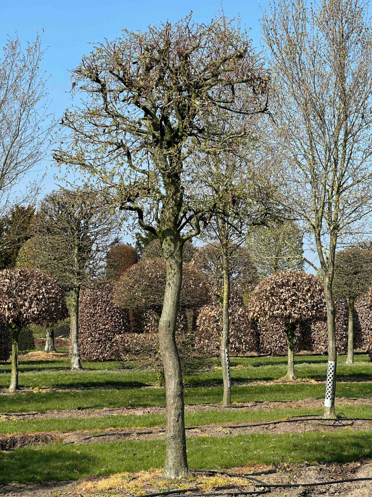 CB TOPIARY #132